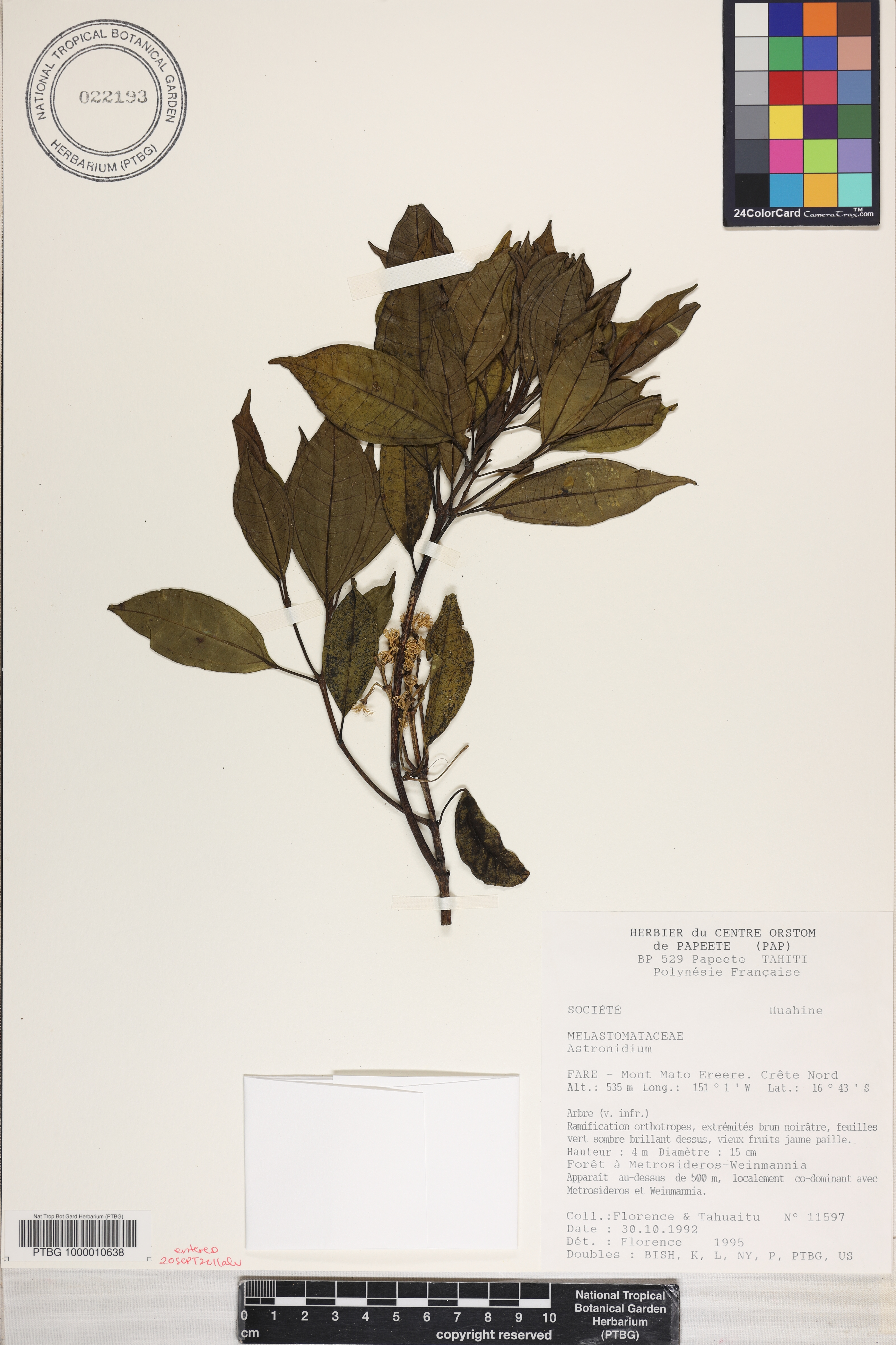 Astronidium image