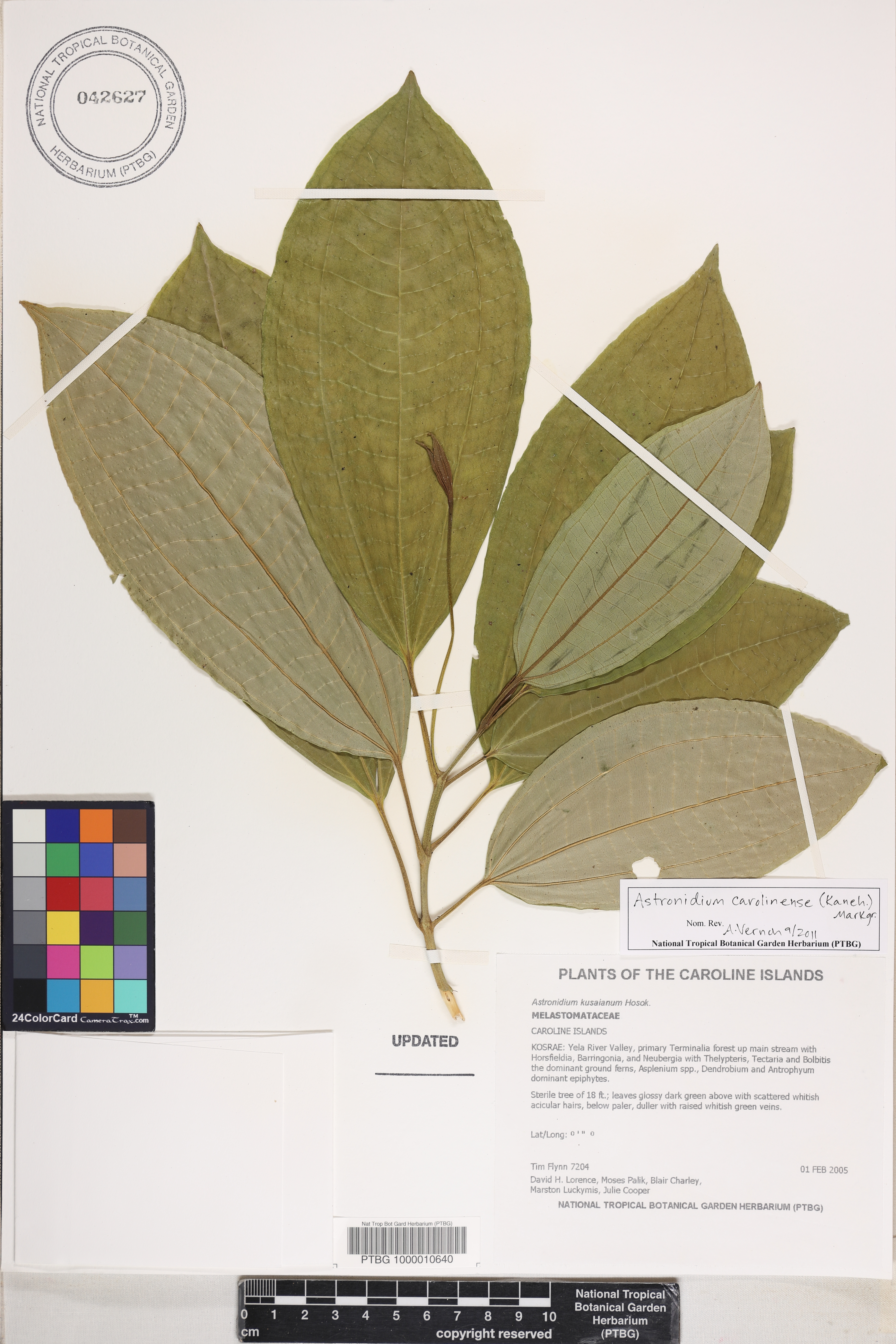 Astronidium carolinense image
