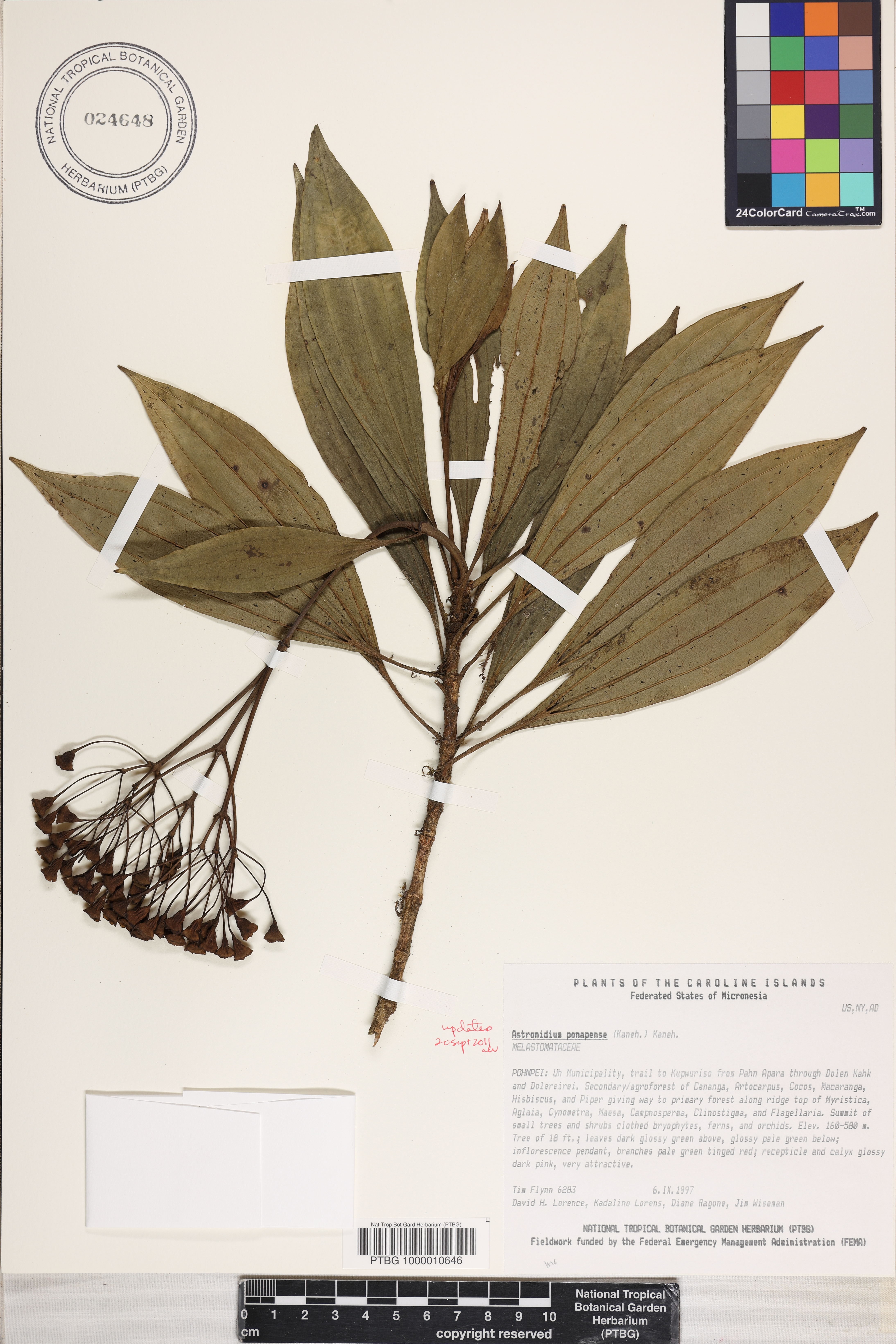 Astronidium ponapense image