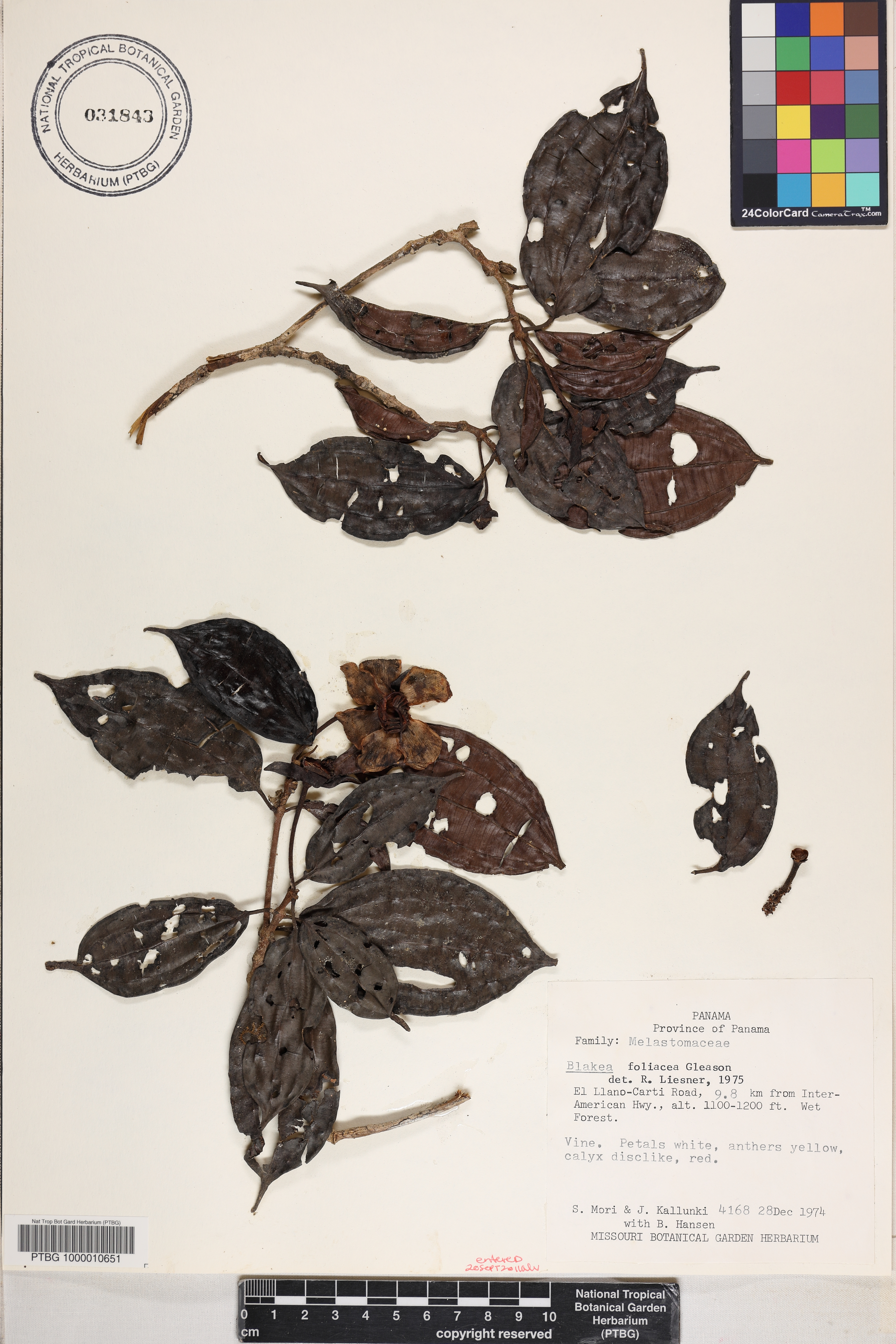 Blakea foliacea image