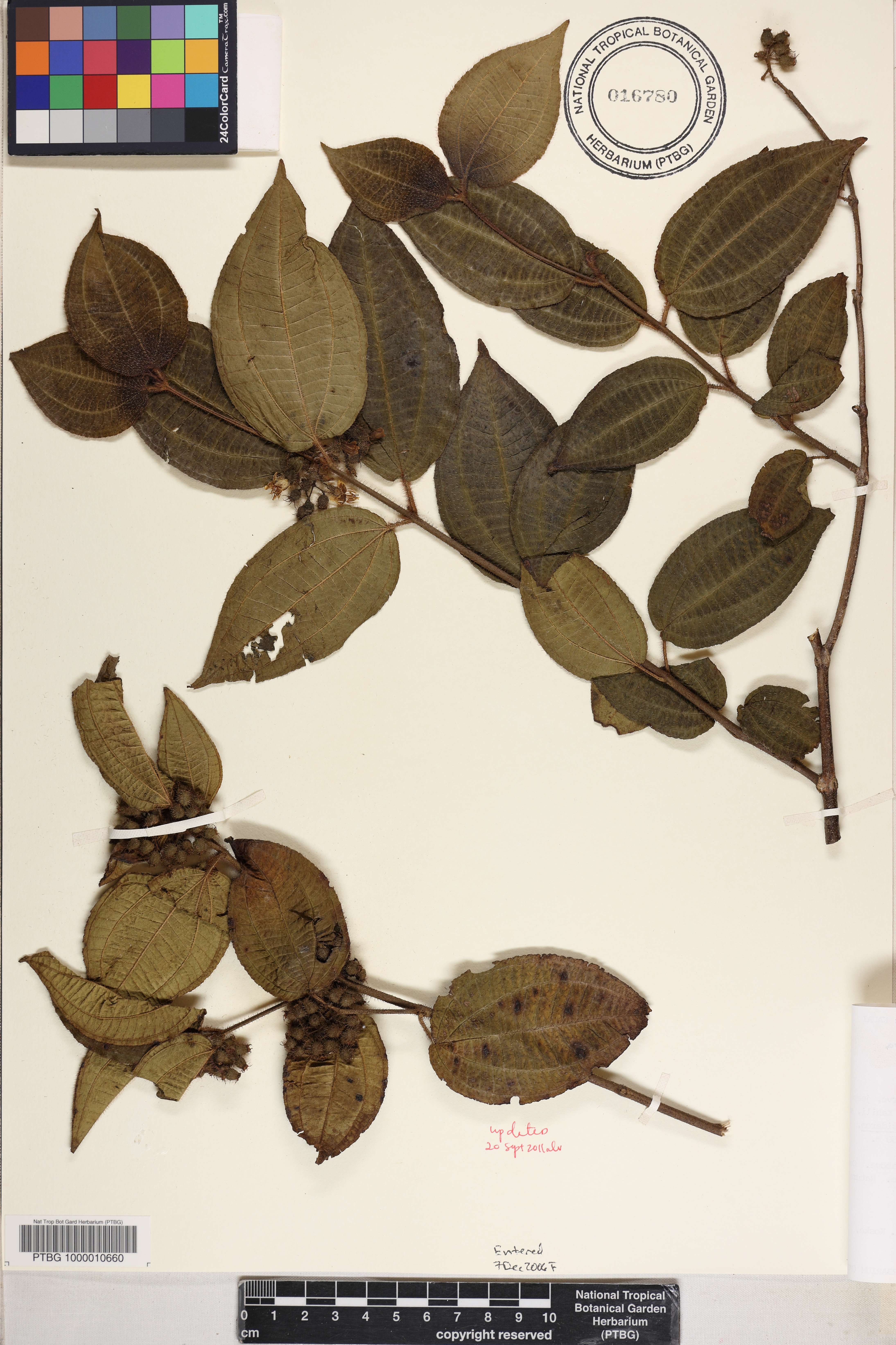 Clidemia hirta var. hirta image