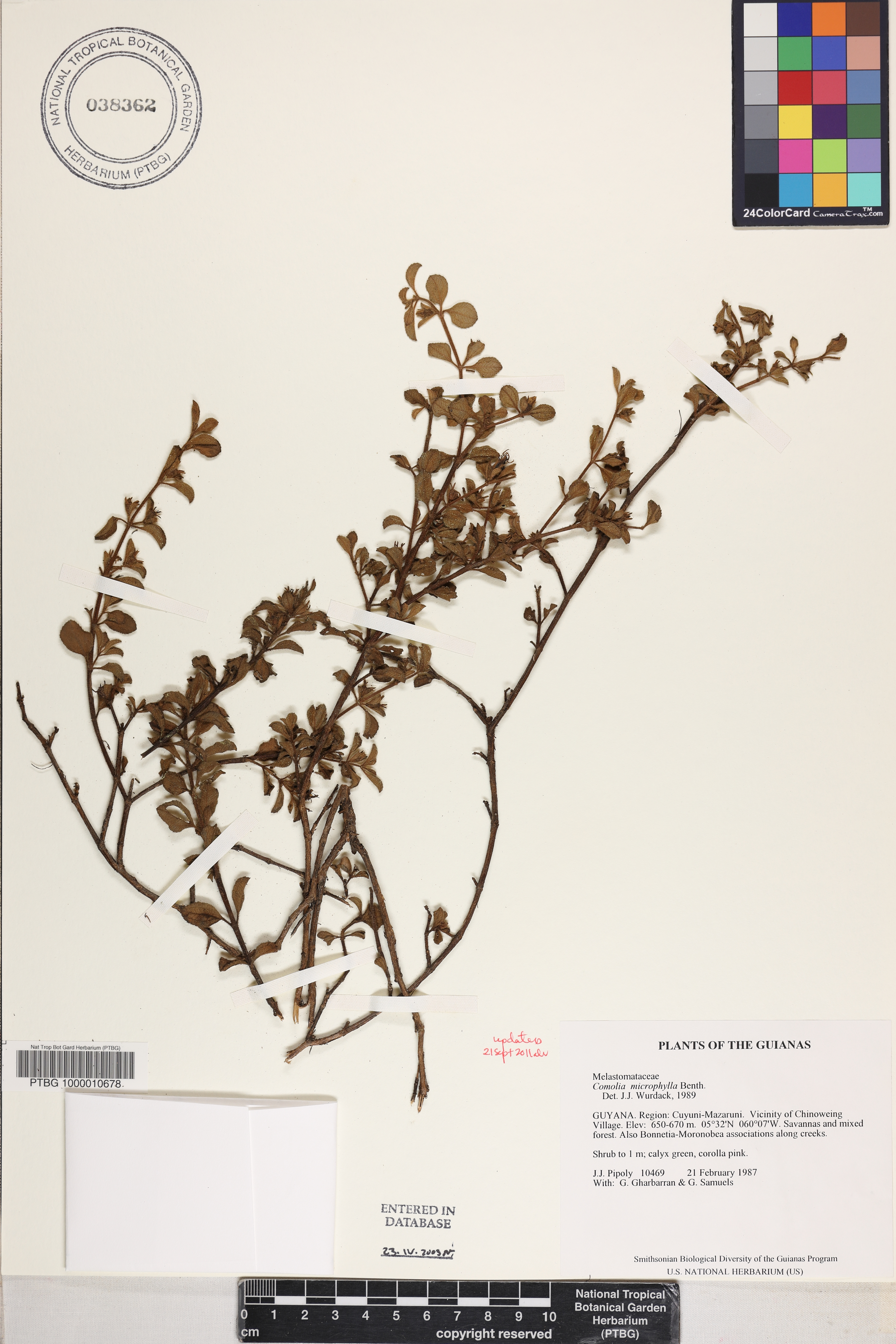 Comolia microphylla image