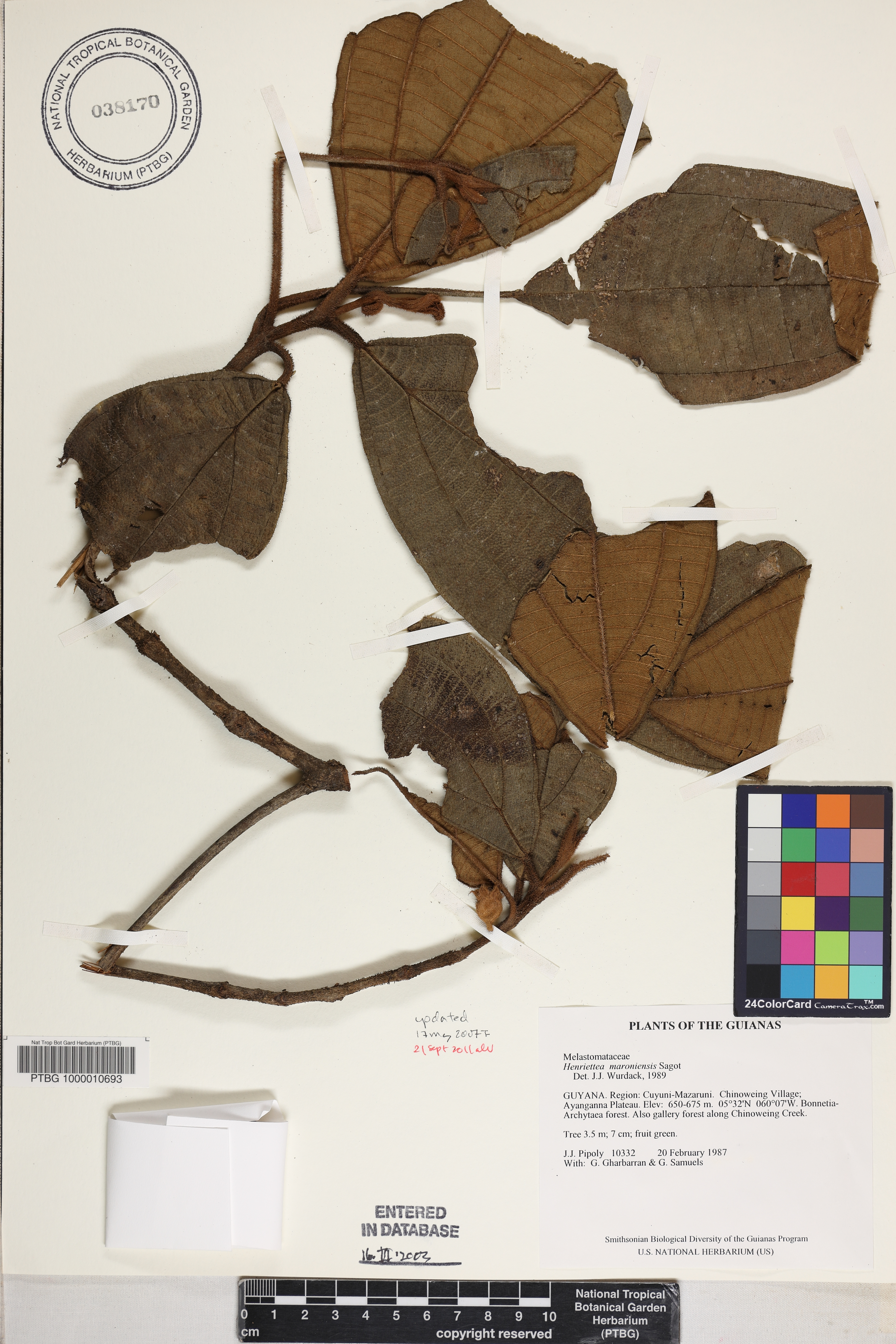 Henriettea maroniensis image