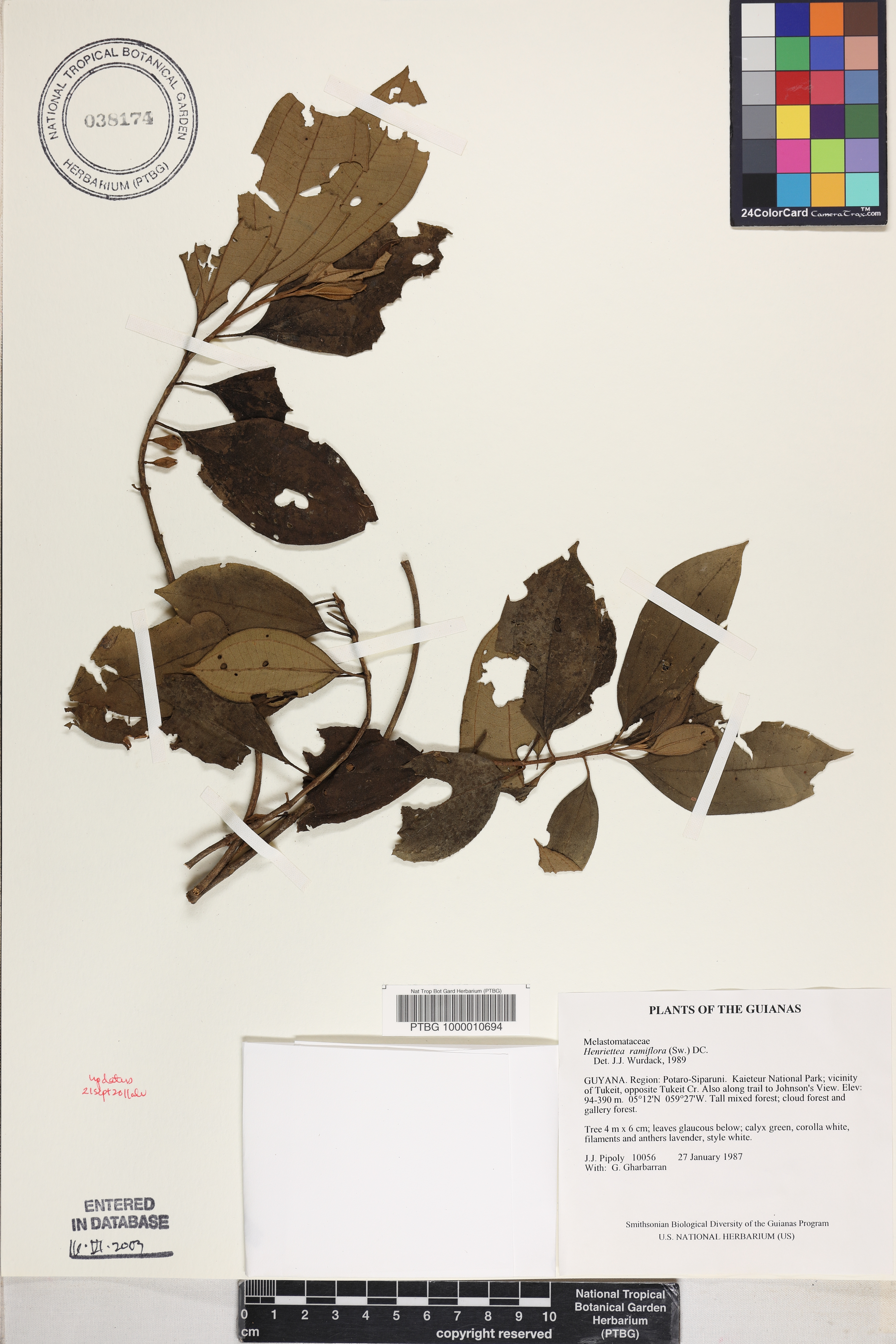 Henriettea ramiflora image
