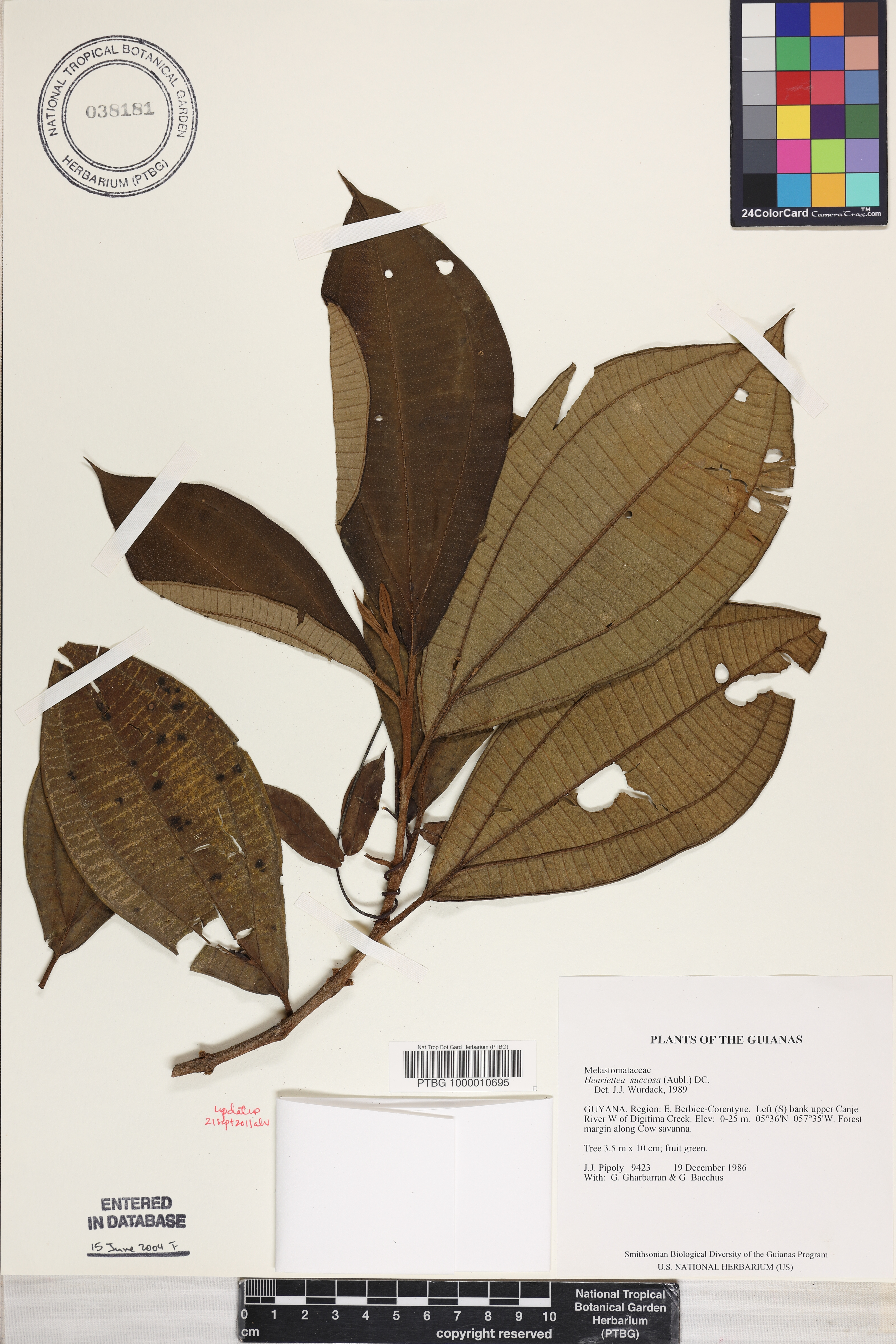 Henriettea succosa image