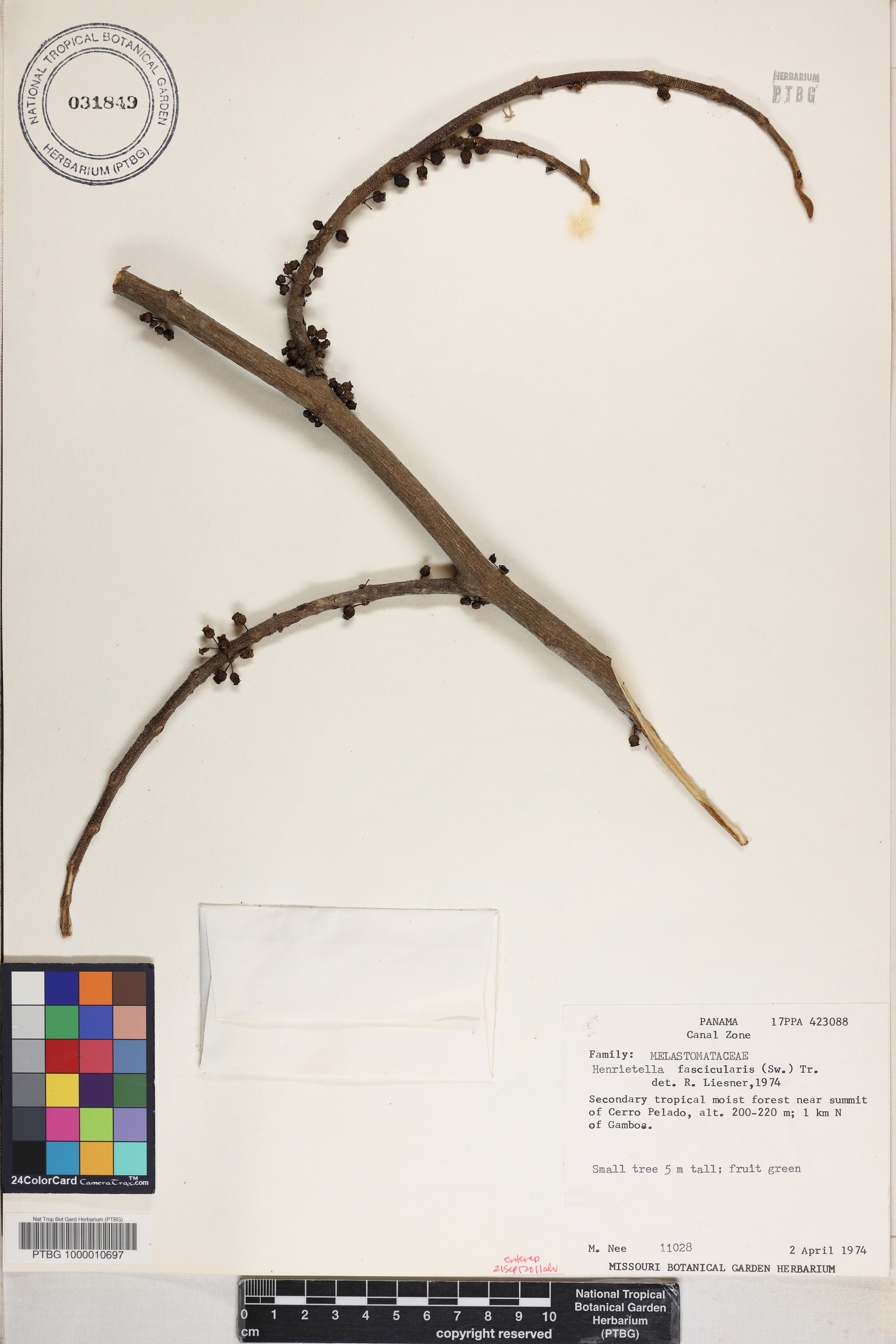 Henriettea fascicularis image