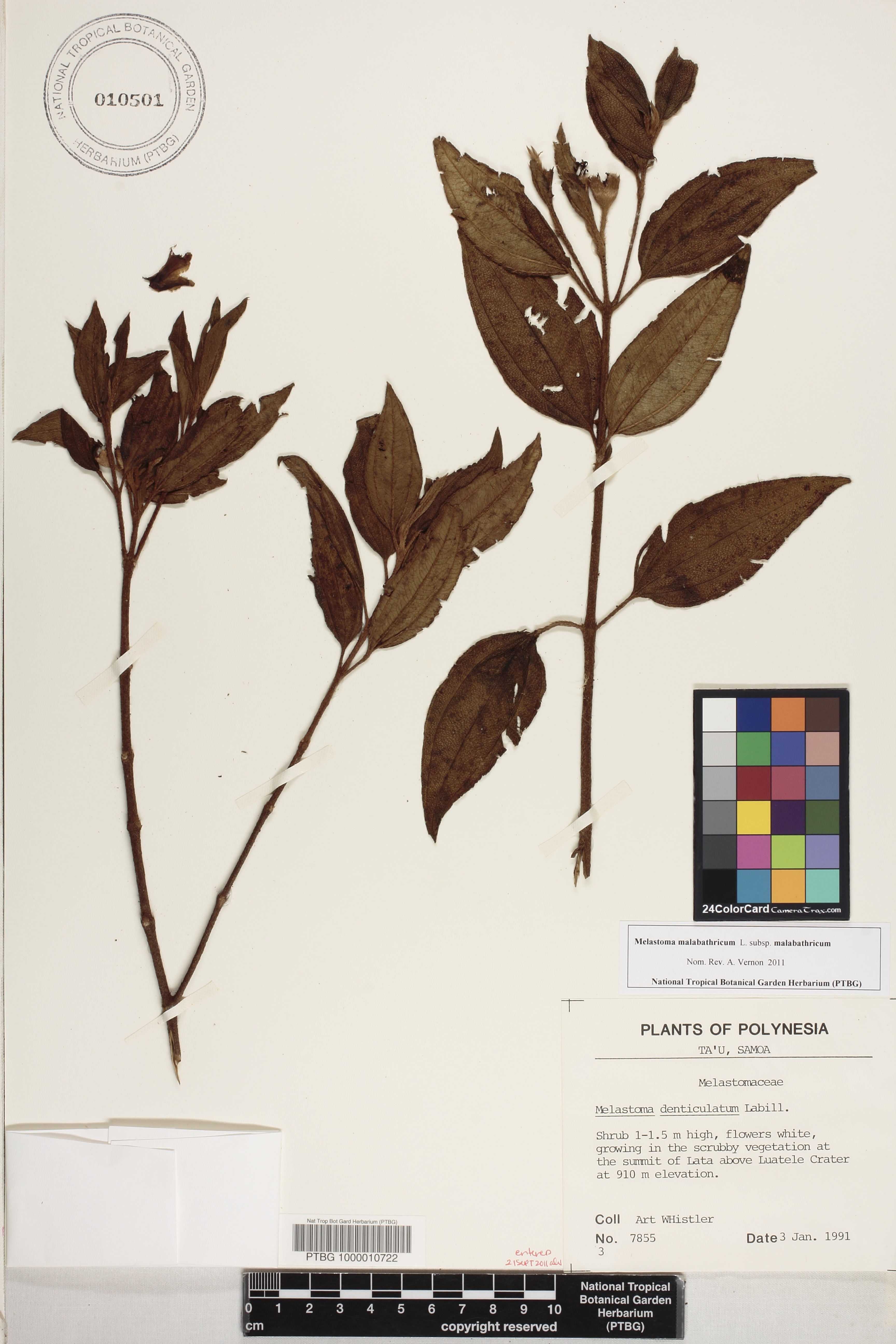 Melastoma malabathricum image