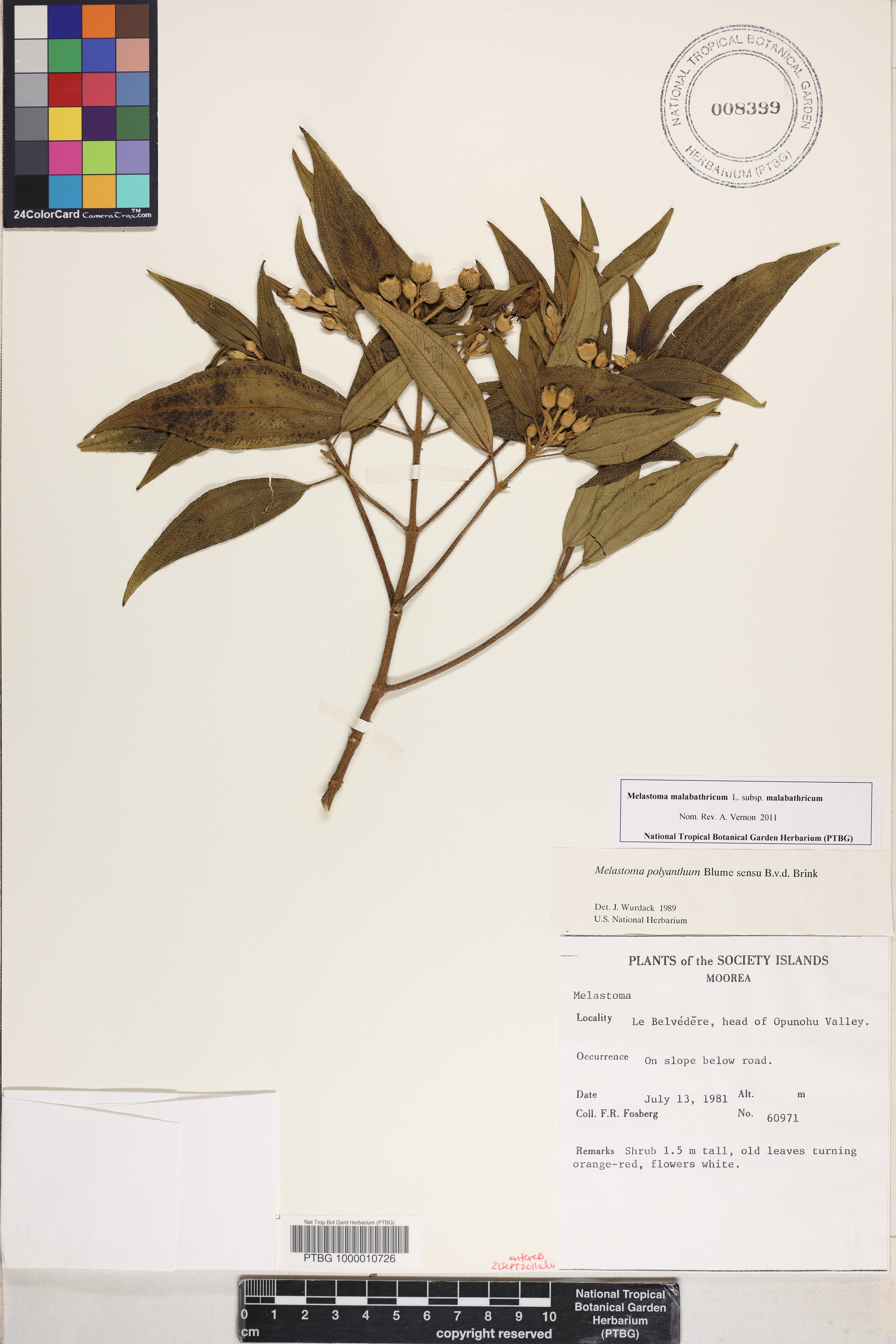 Melastoma malabathricum image