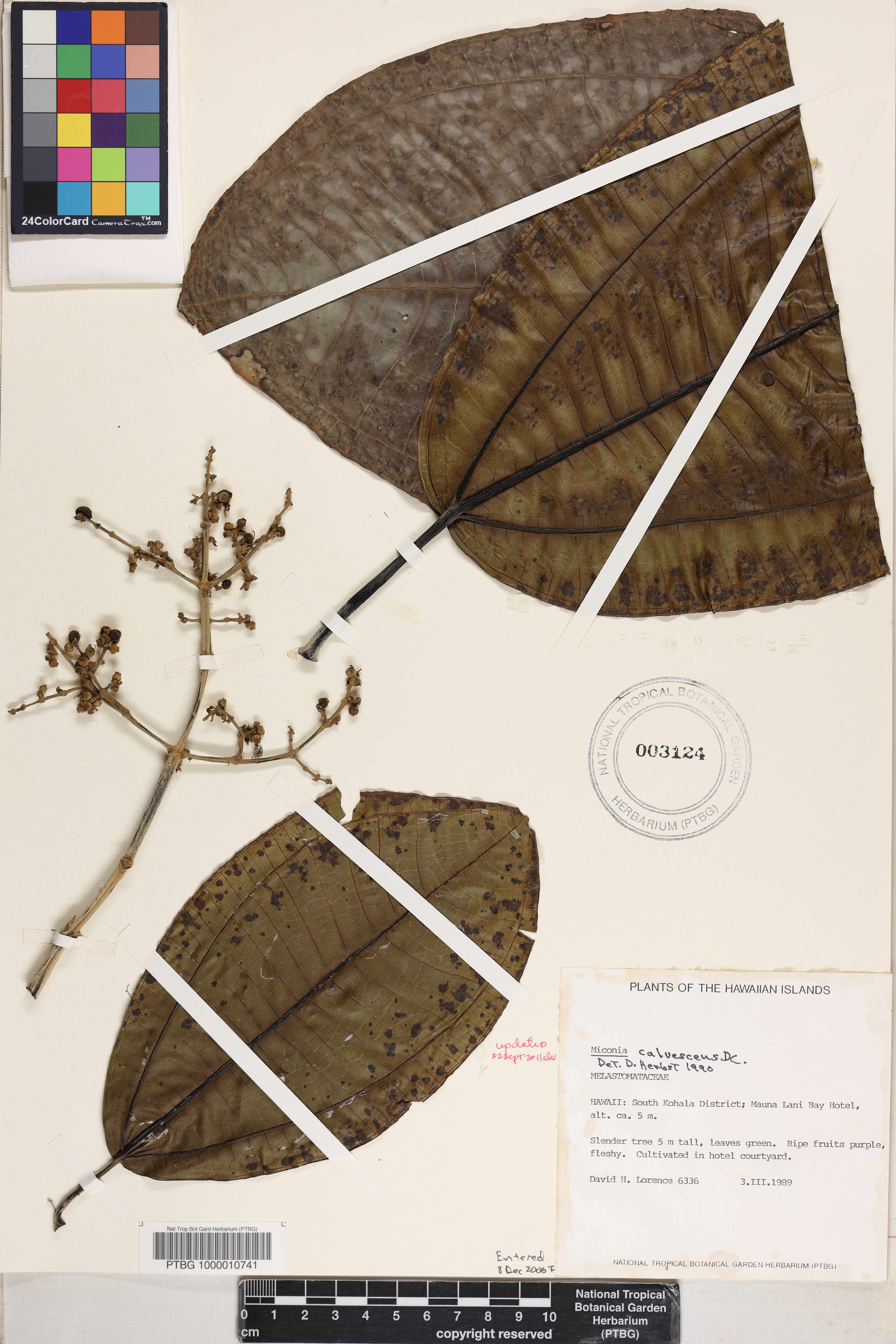 Miconia image