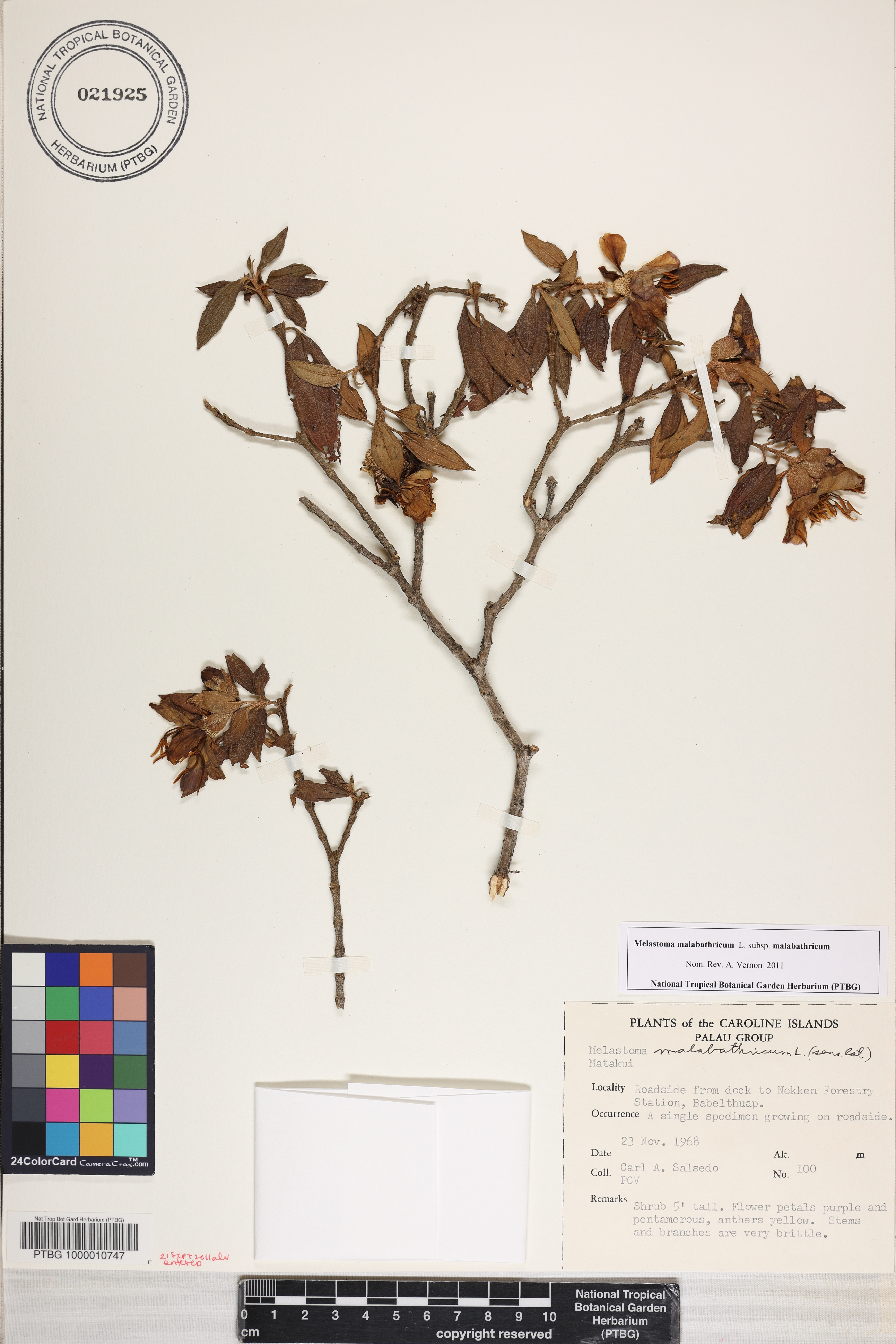 Melastoma malabathricum image