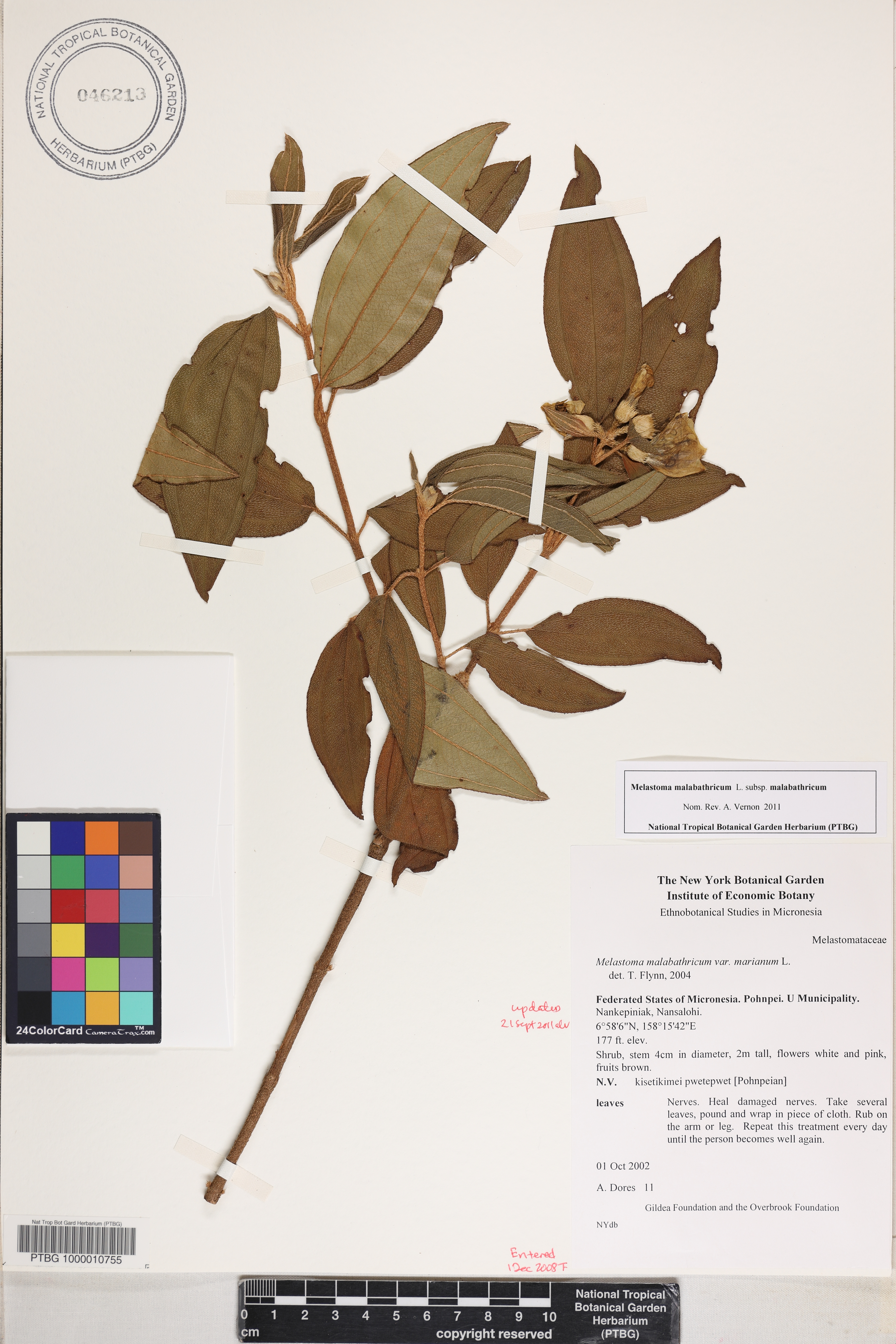Melastoma malabathricum image