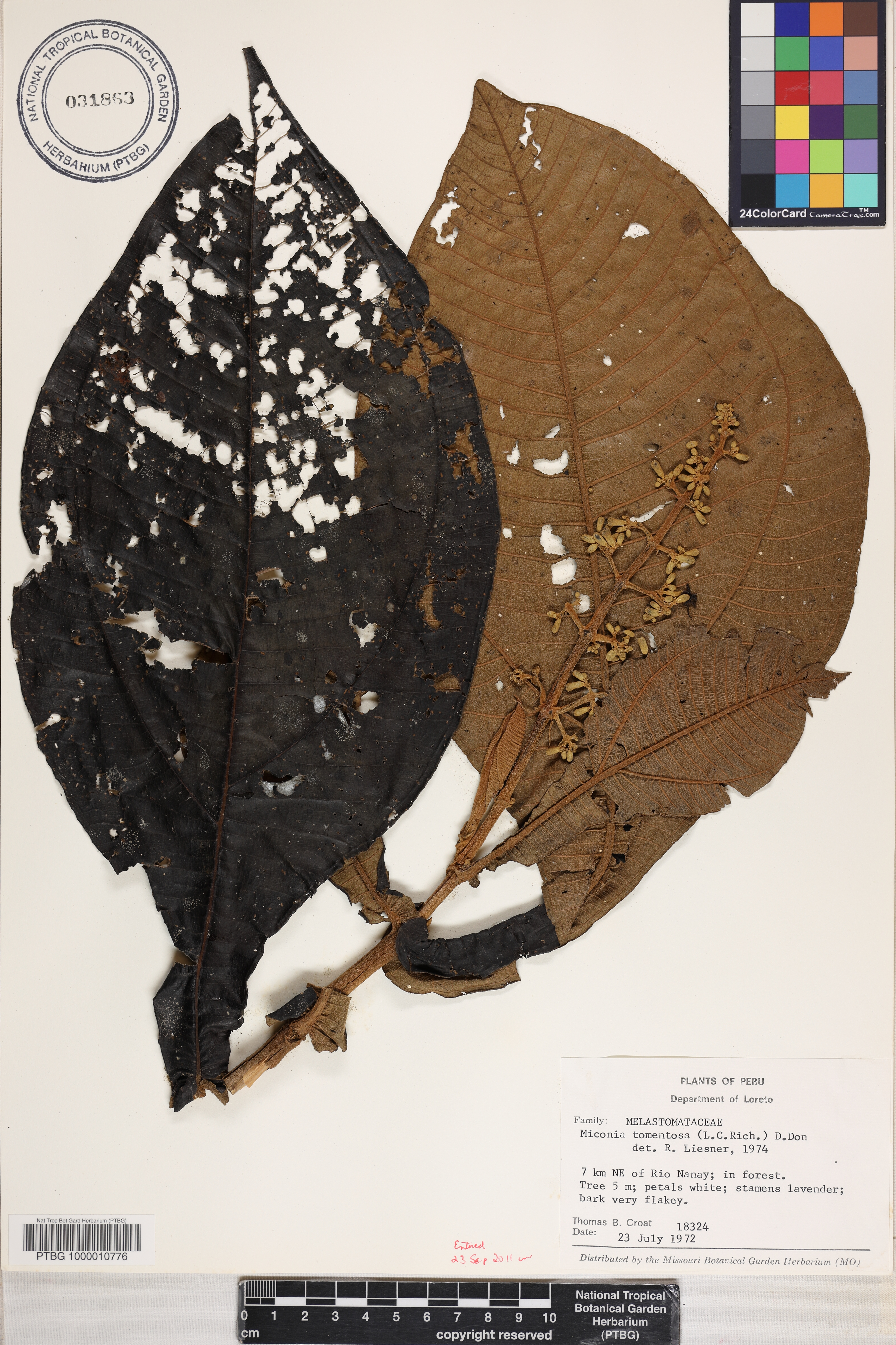 Miconia tomentosa image