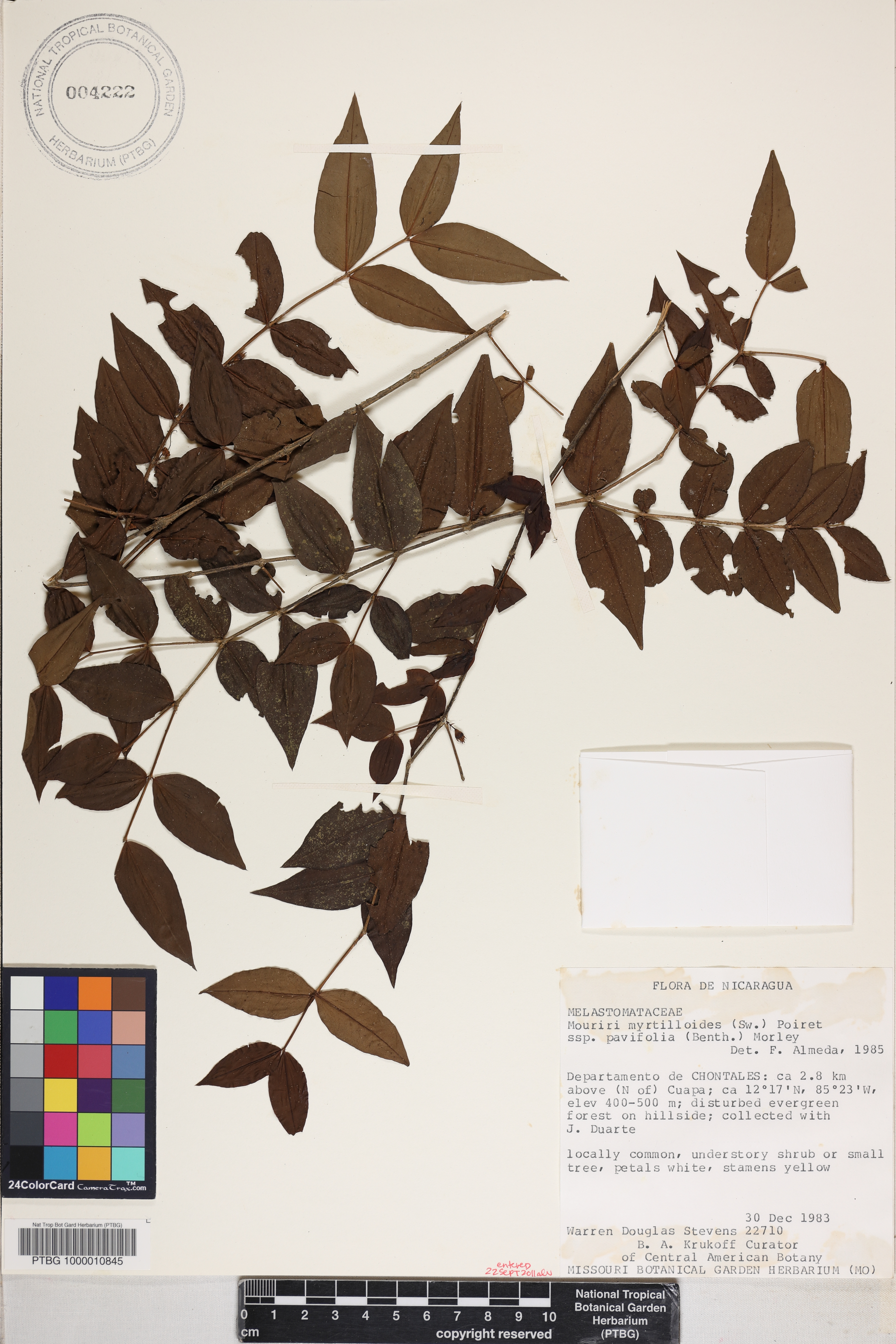 Mouriri myrtilloides image