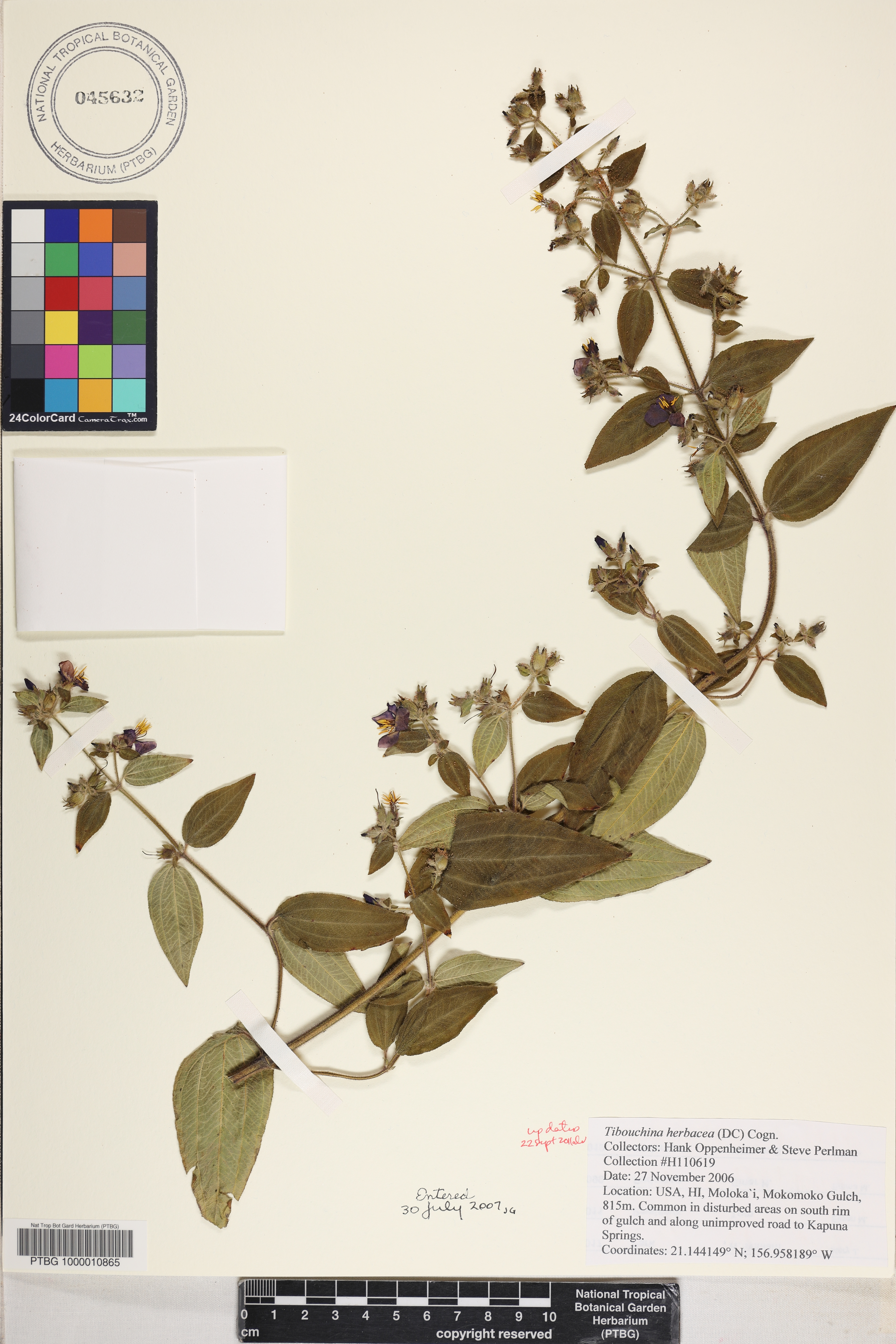 Tibouchina image