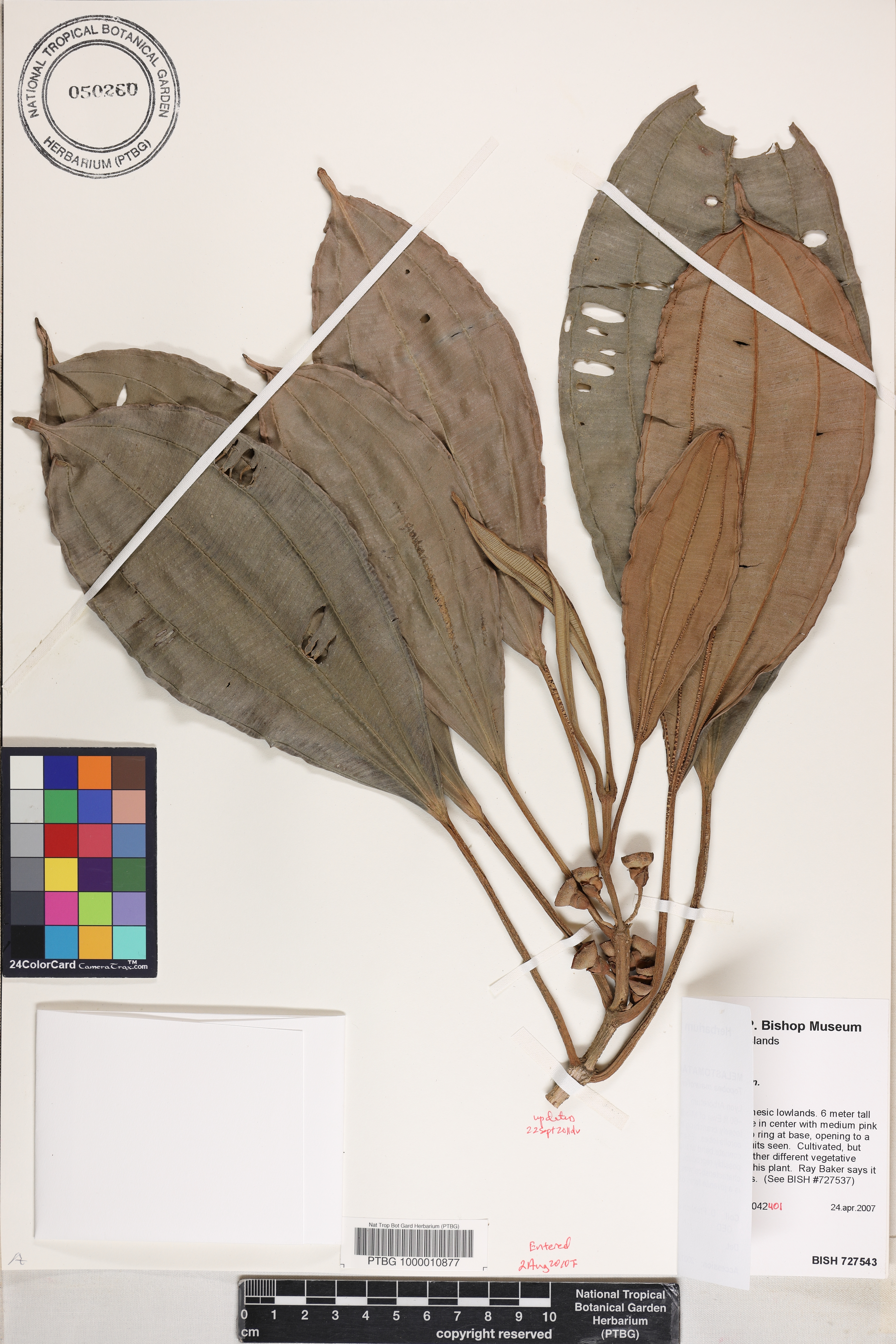 Blakea maurofernandeziana image
