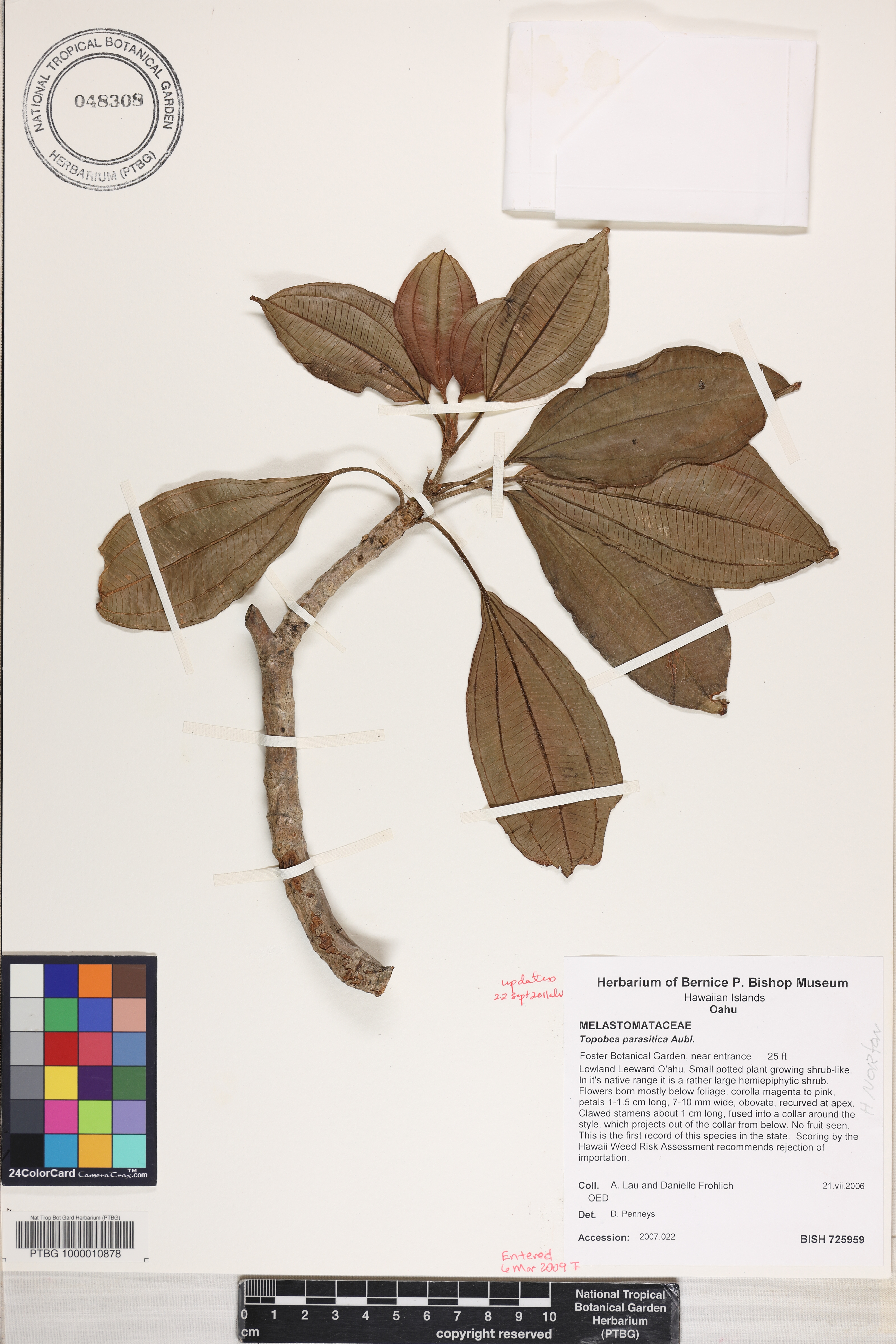 Blakea parasitica image