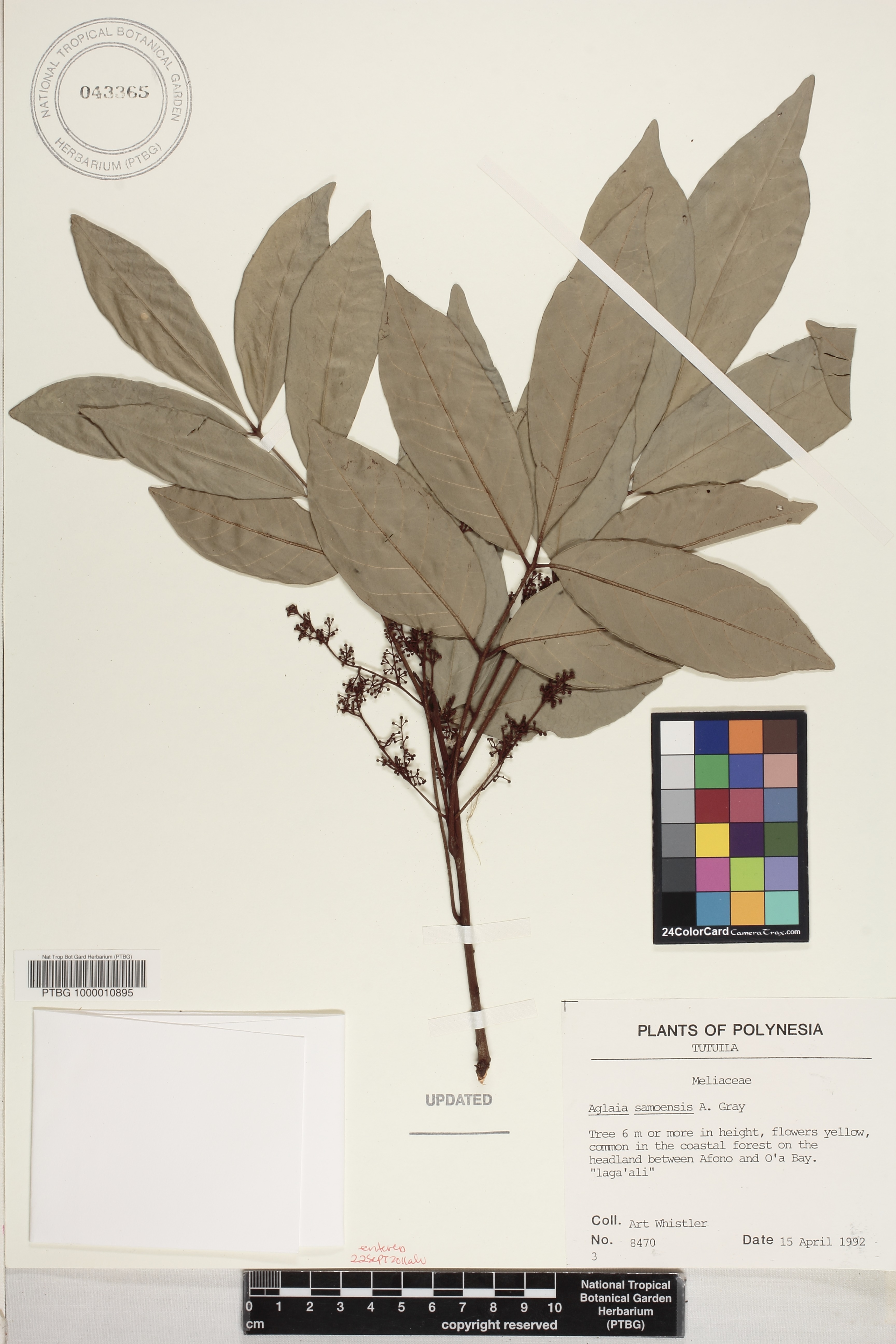 Aglaia image