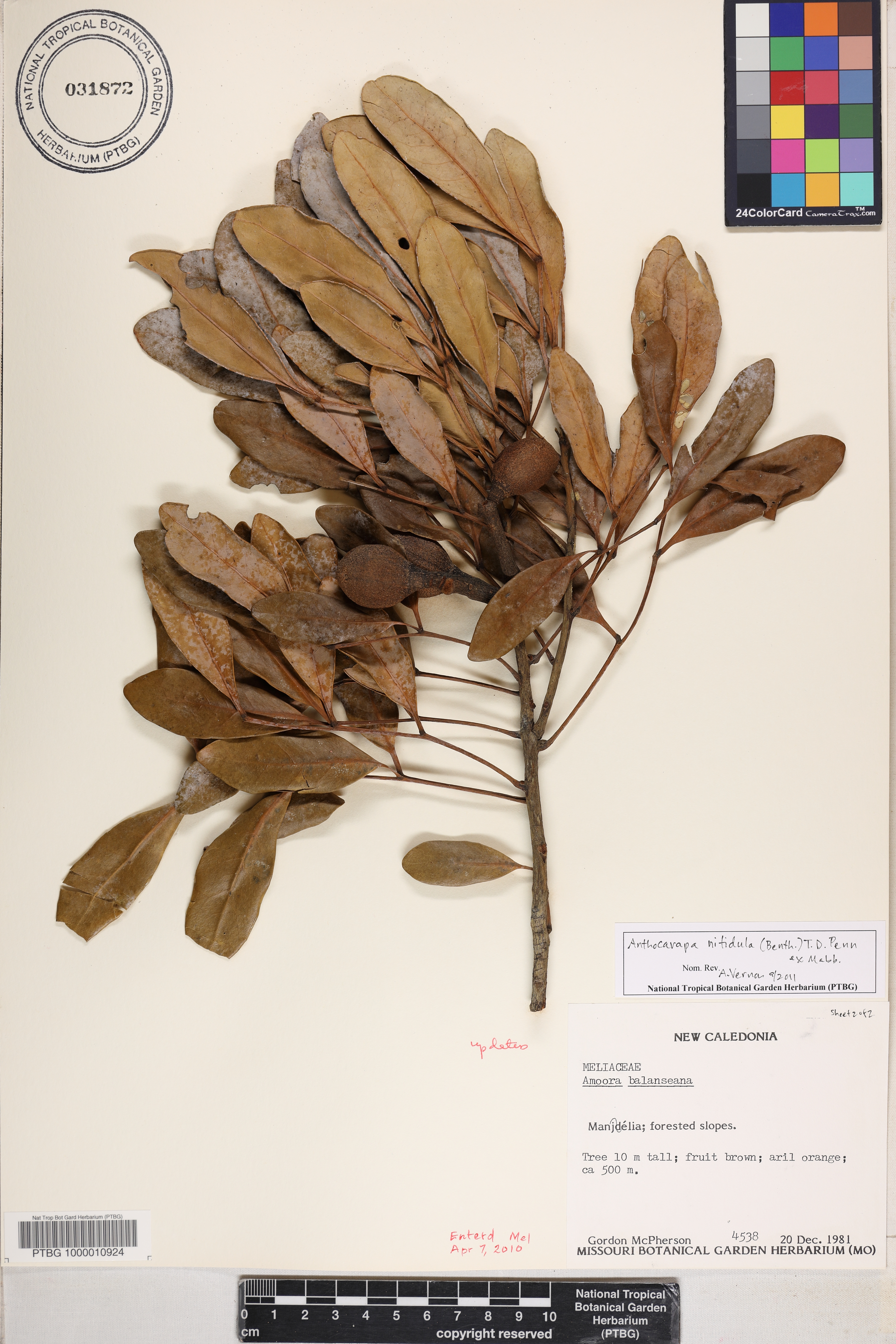 Meliaceae image