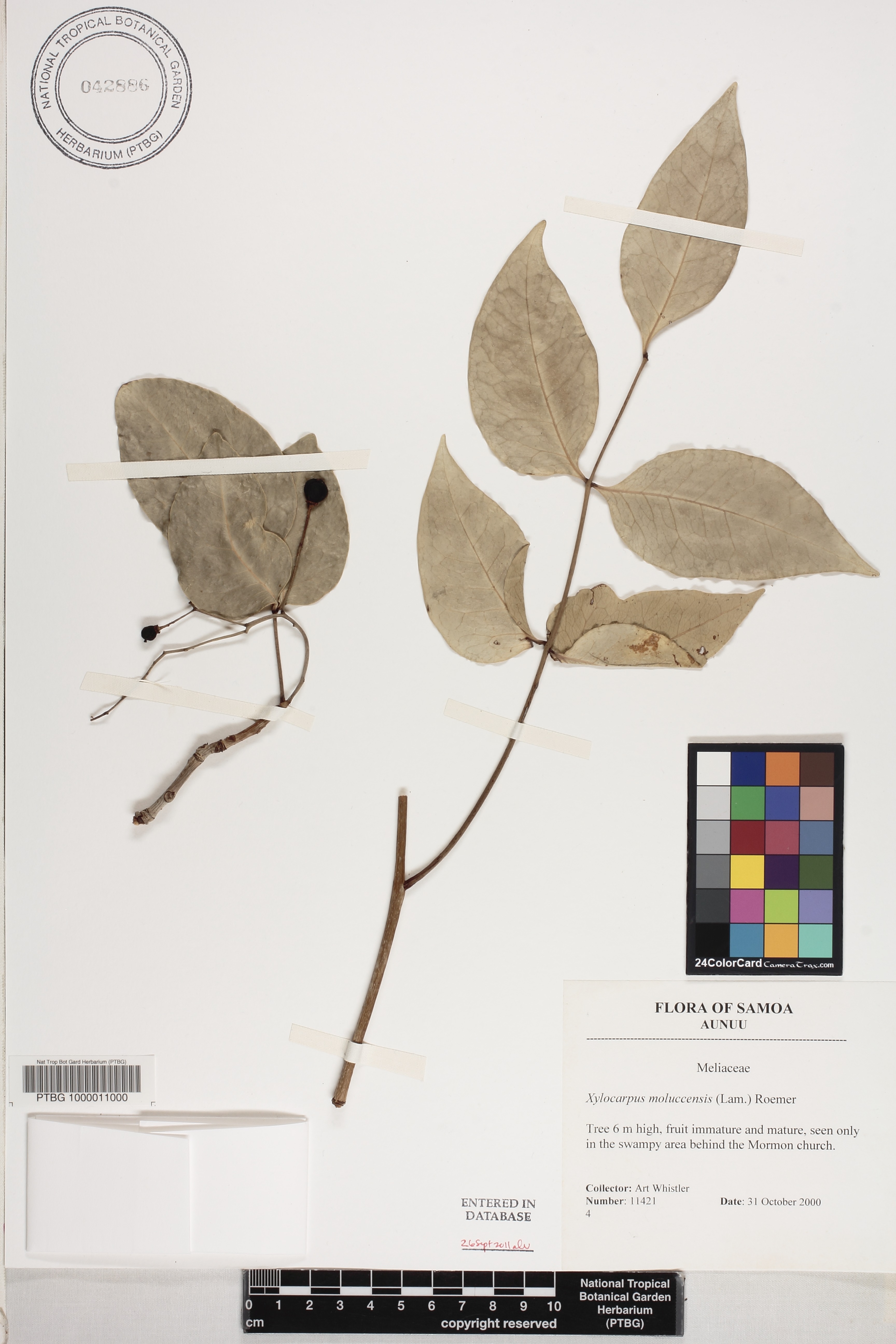 Xylocarpus moluccensis image