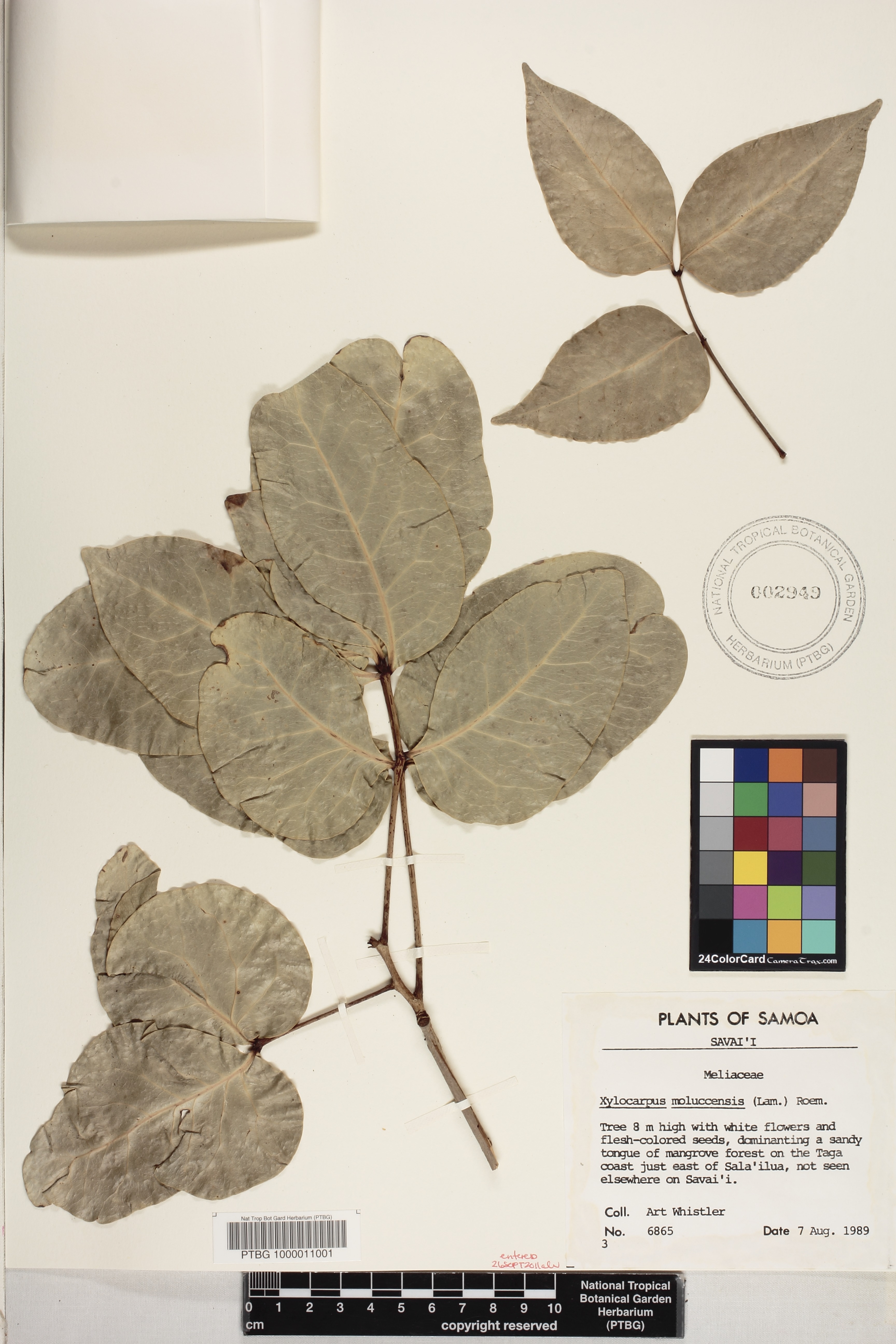 Xylocarpus moluccensis image