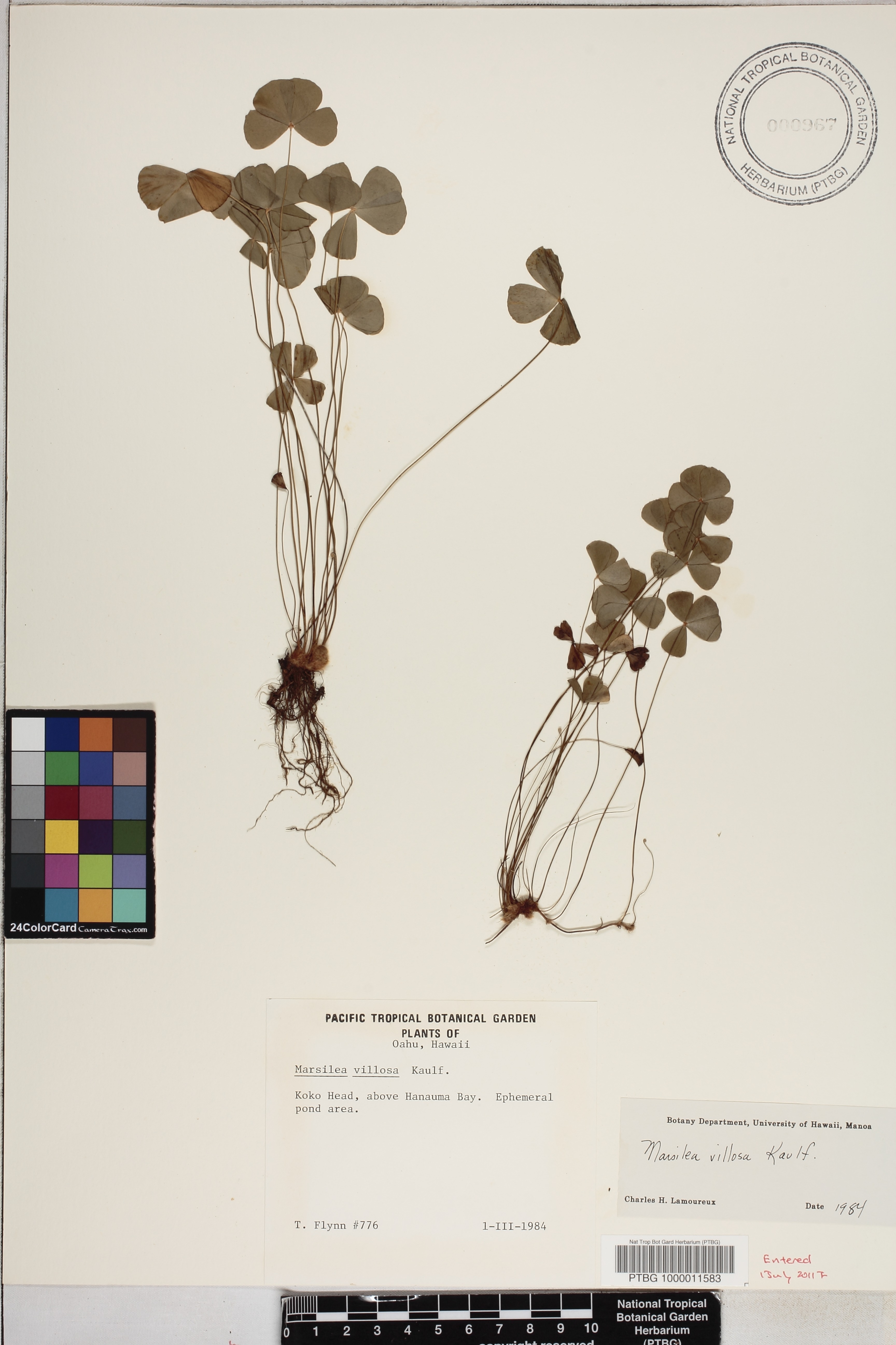 Marsilea villosa image