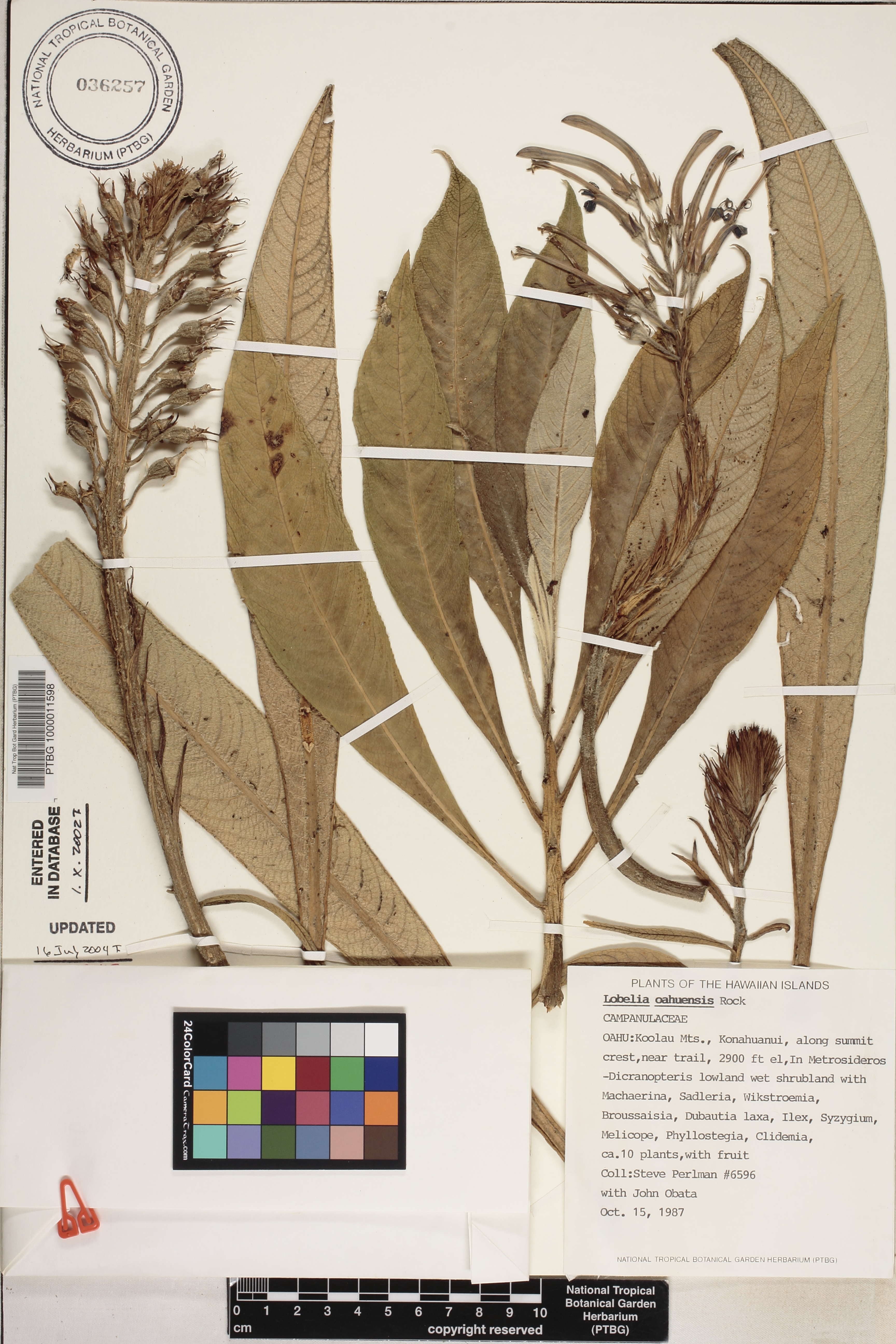 Lobelia oahuensis image