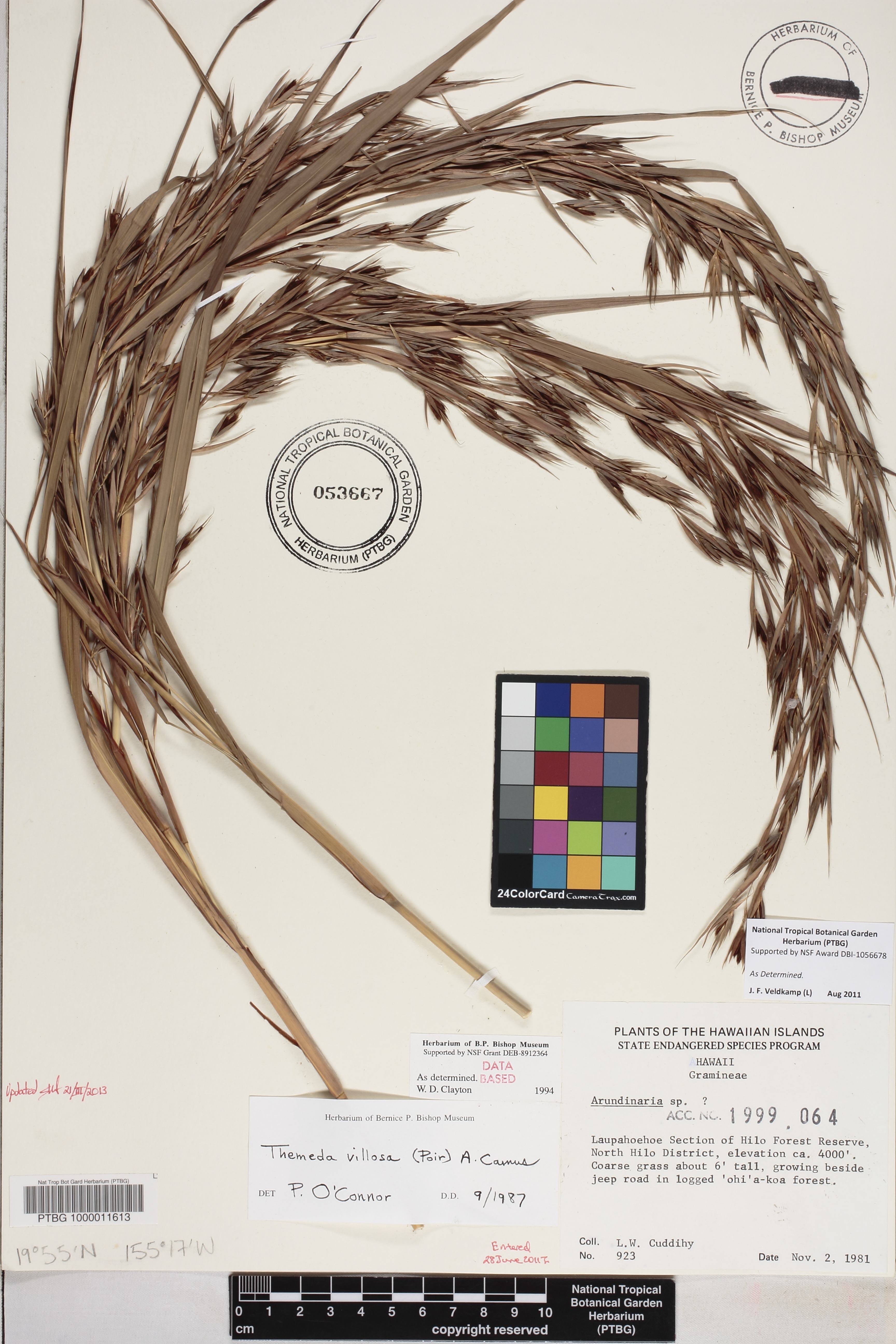 Themeda villosa image