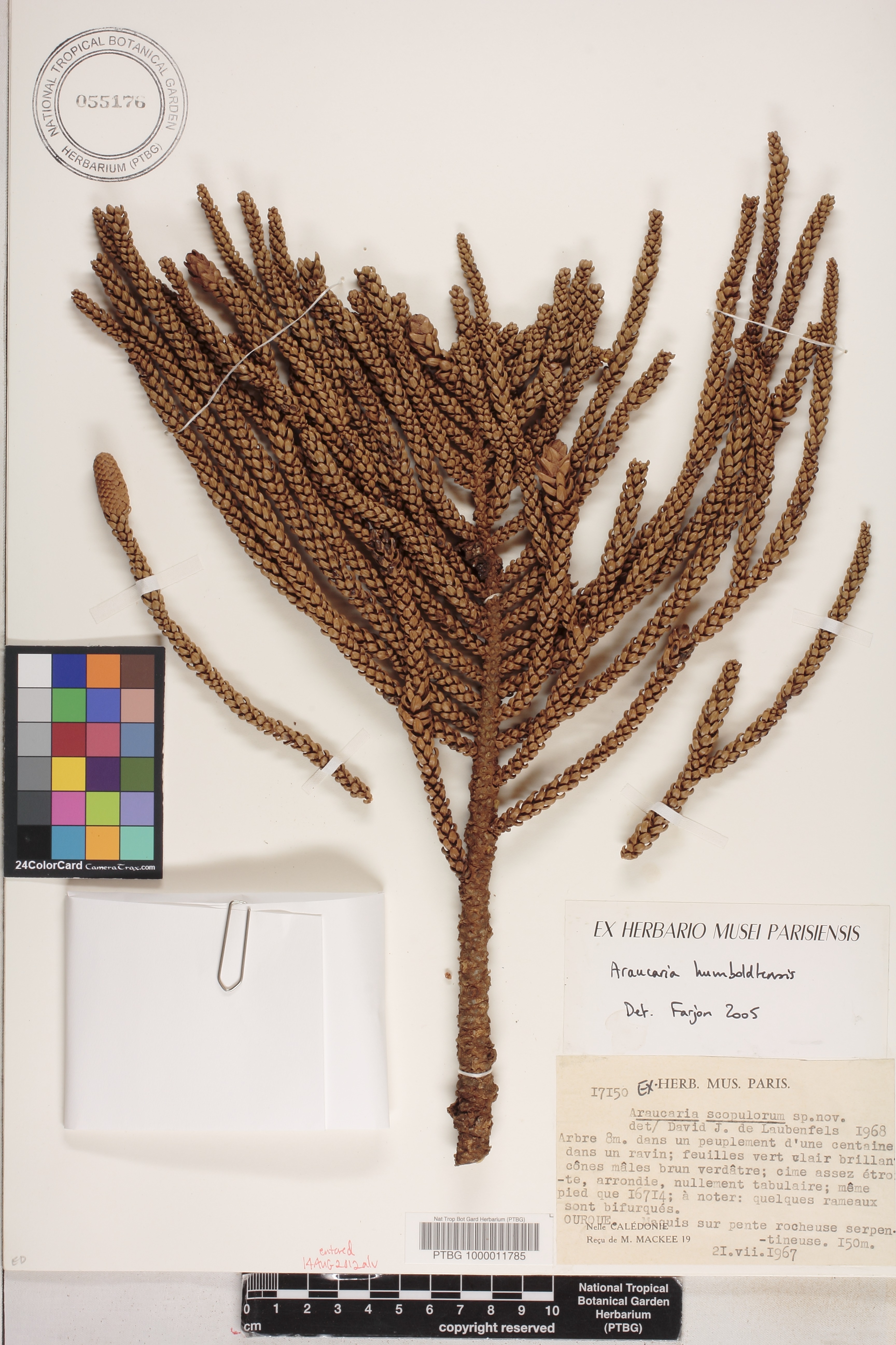 Araucaria image