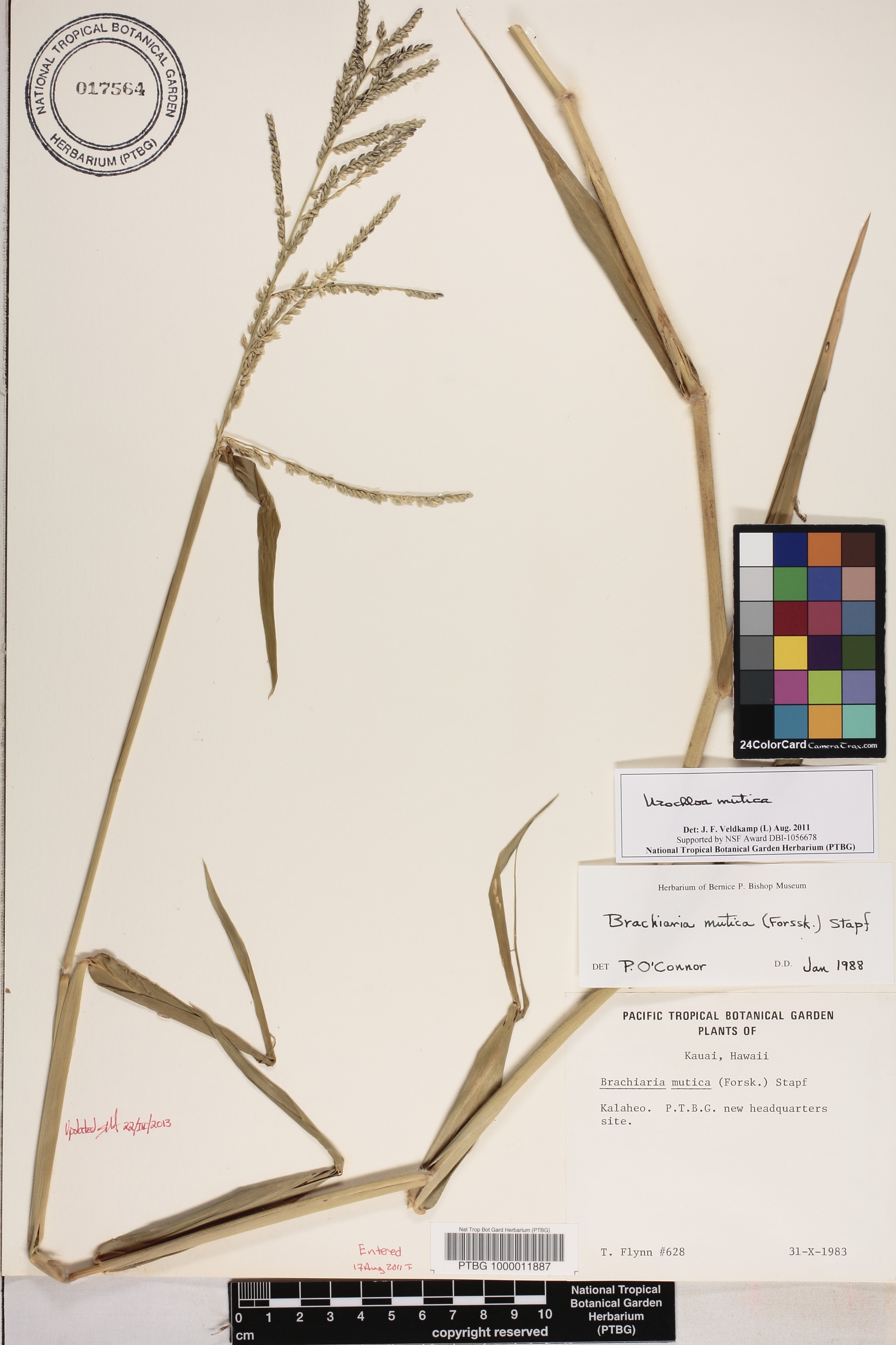 Urochloa mutica image
