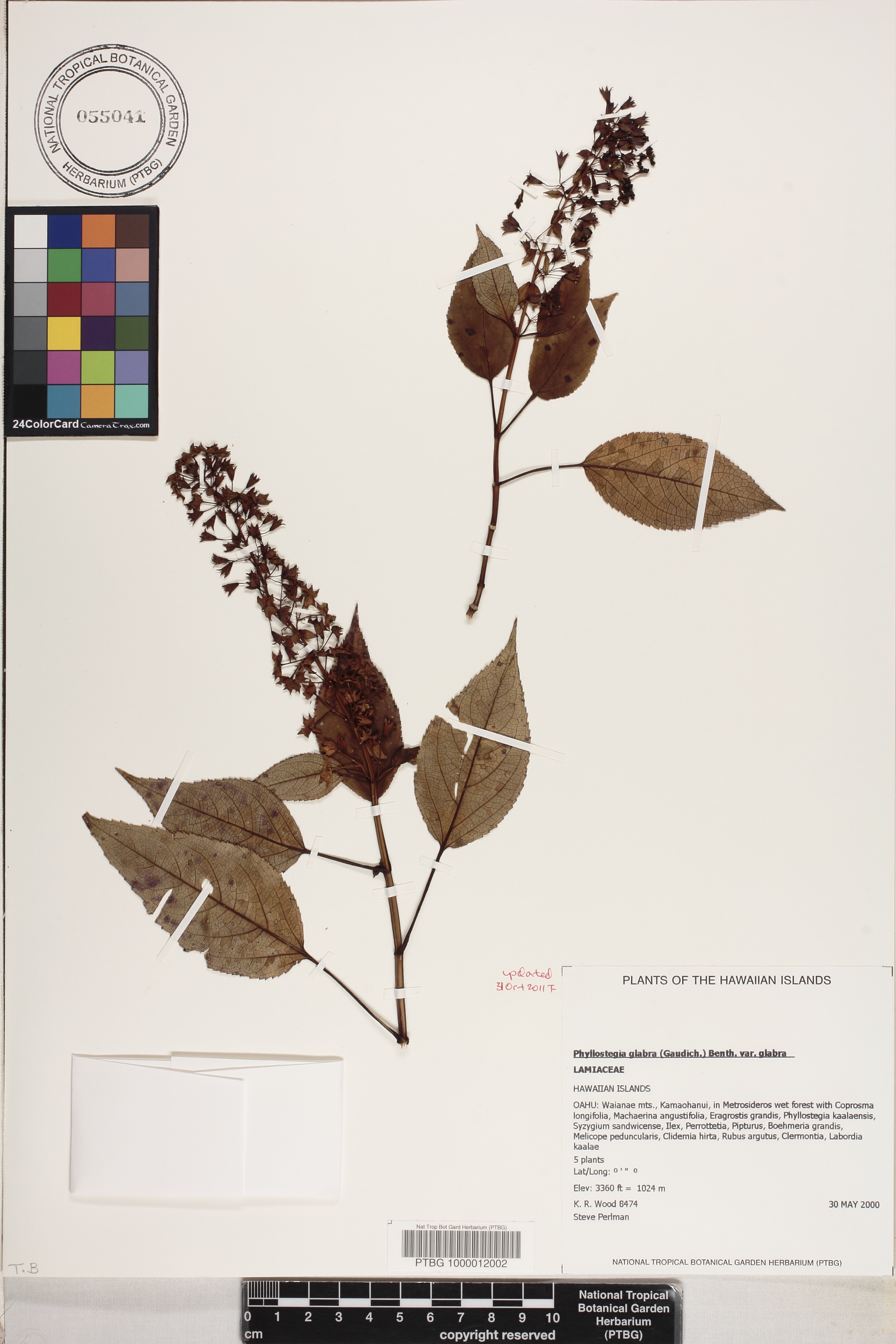 Phyllostegia glabra var. glabra image