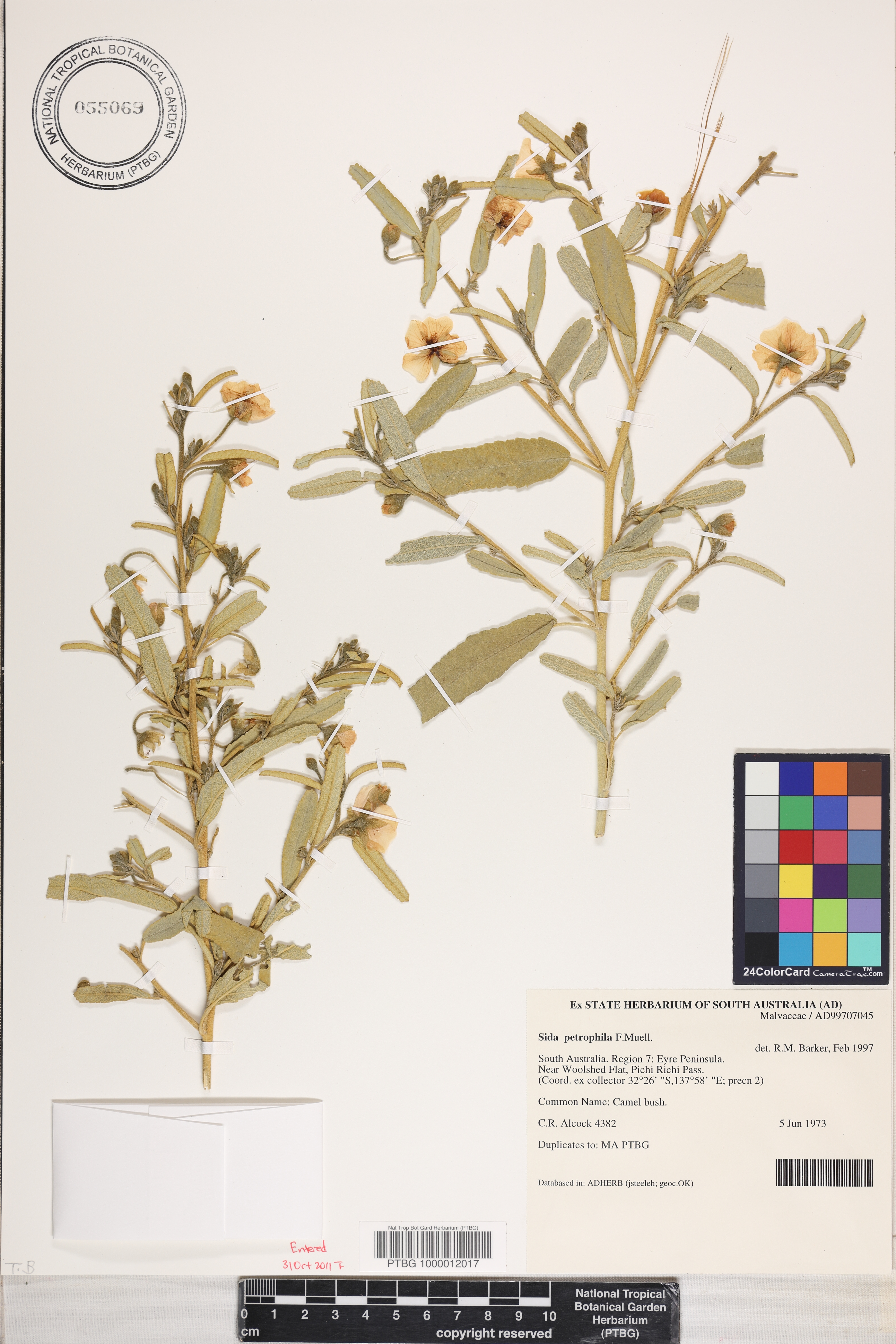 Sida calyxhymenia image