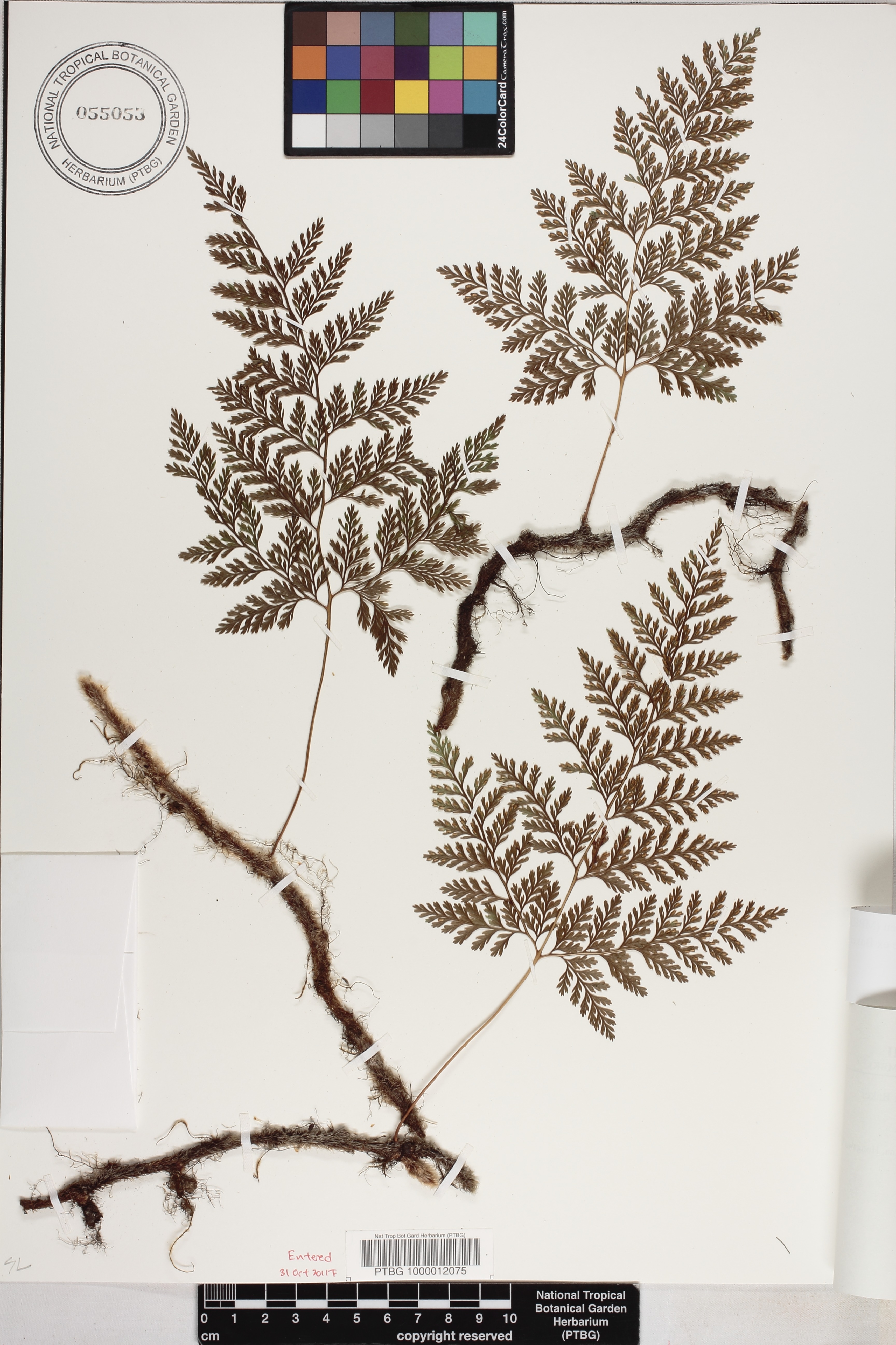 Davallia bullata image