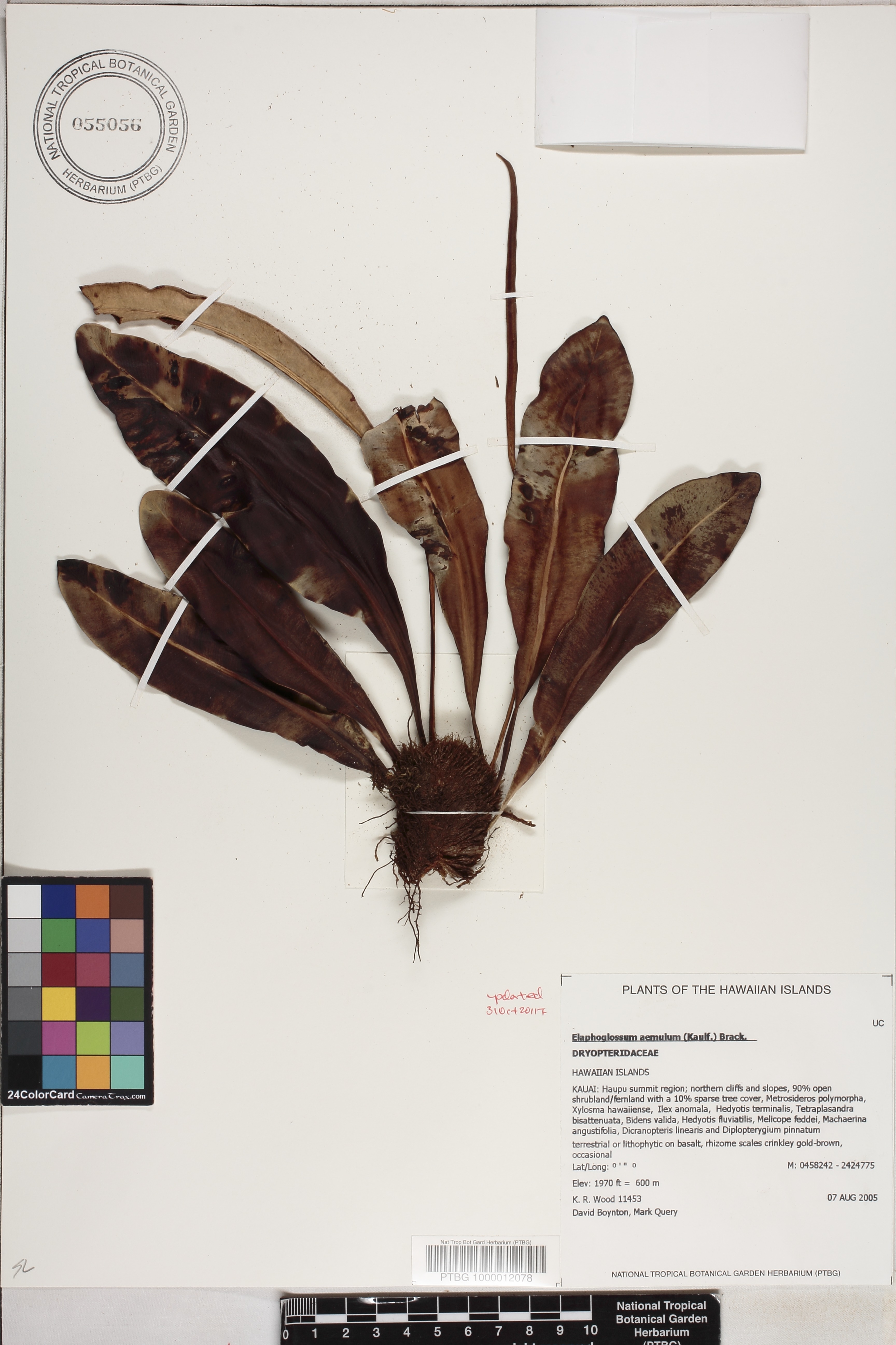 Elaphoglossum aemulum image