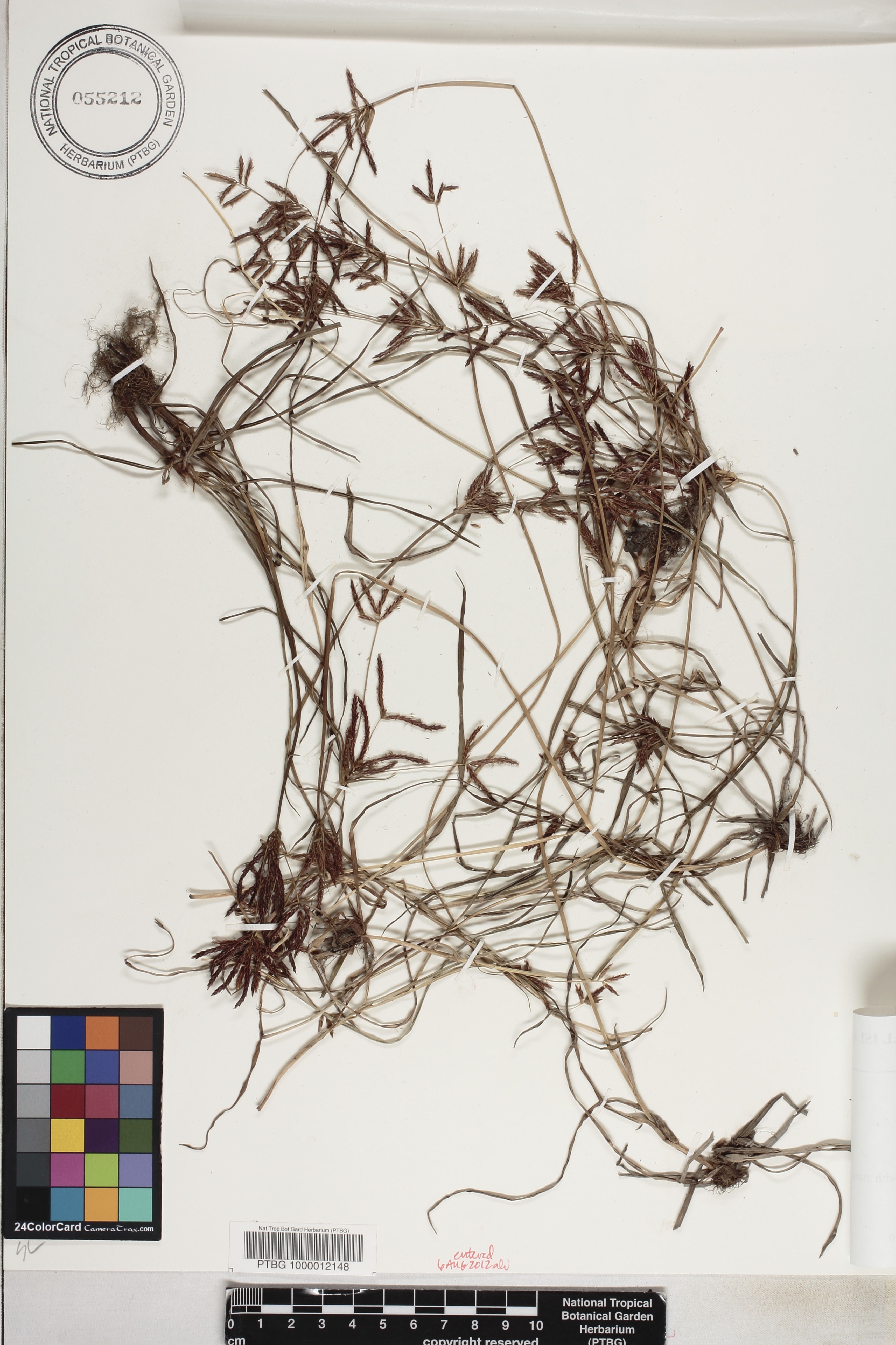 Cyperus rotundus image