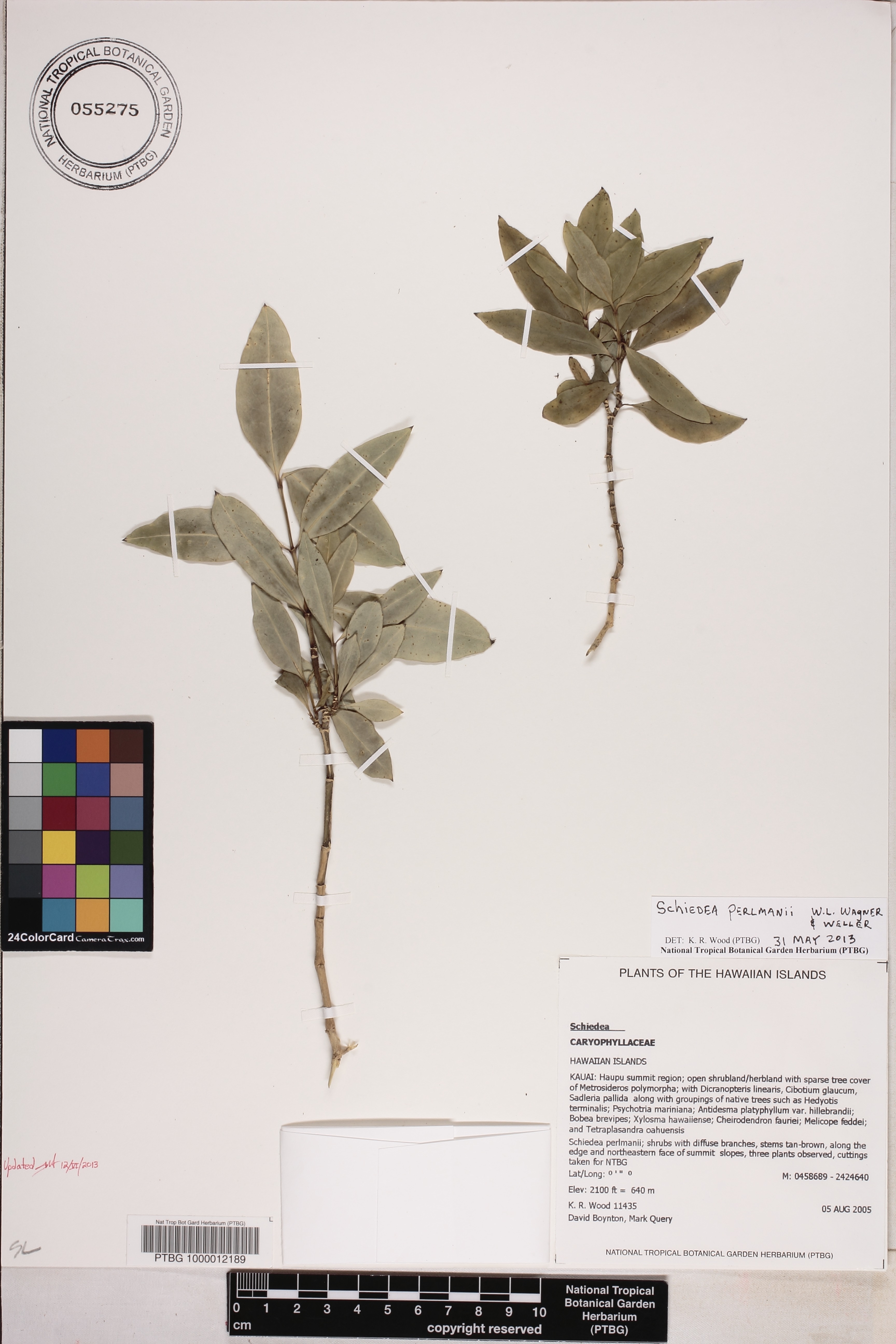 Schiedea perlmanii image