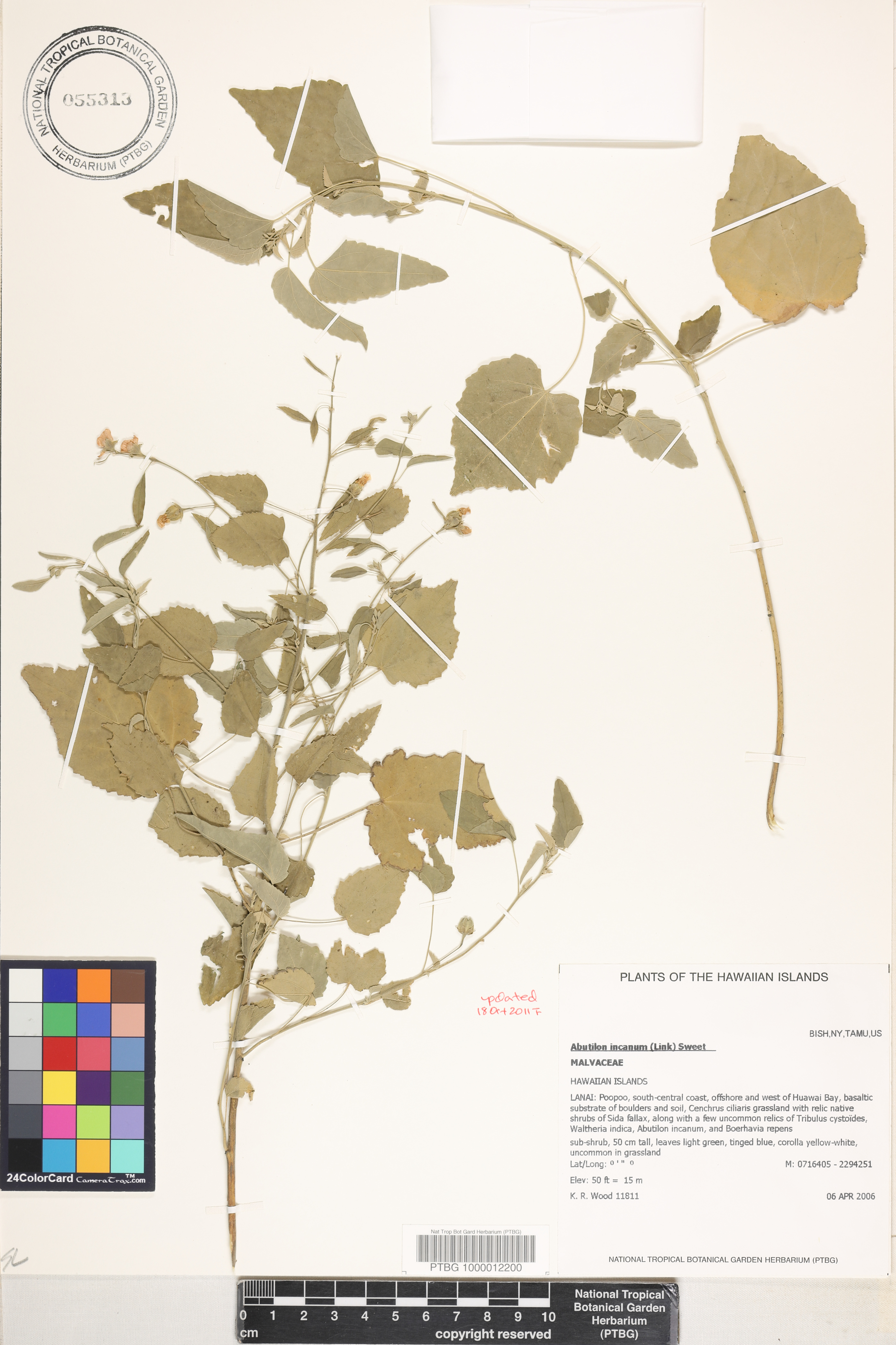 Abutilon image