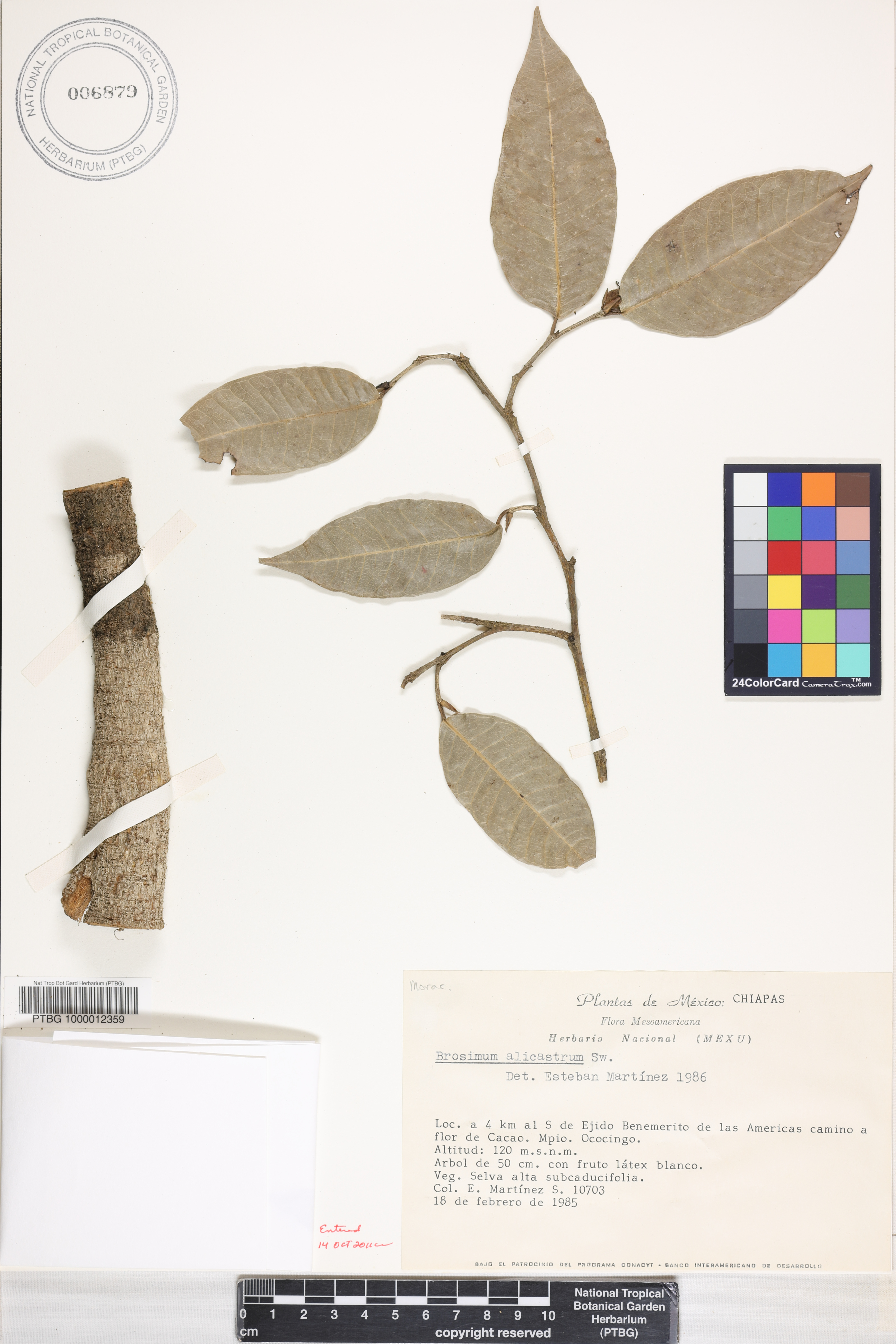 Brosimum alicastrum image