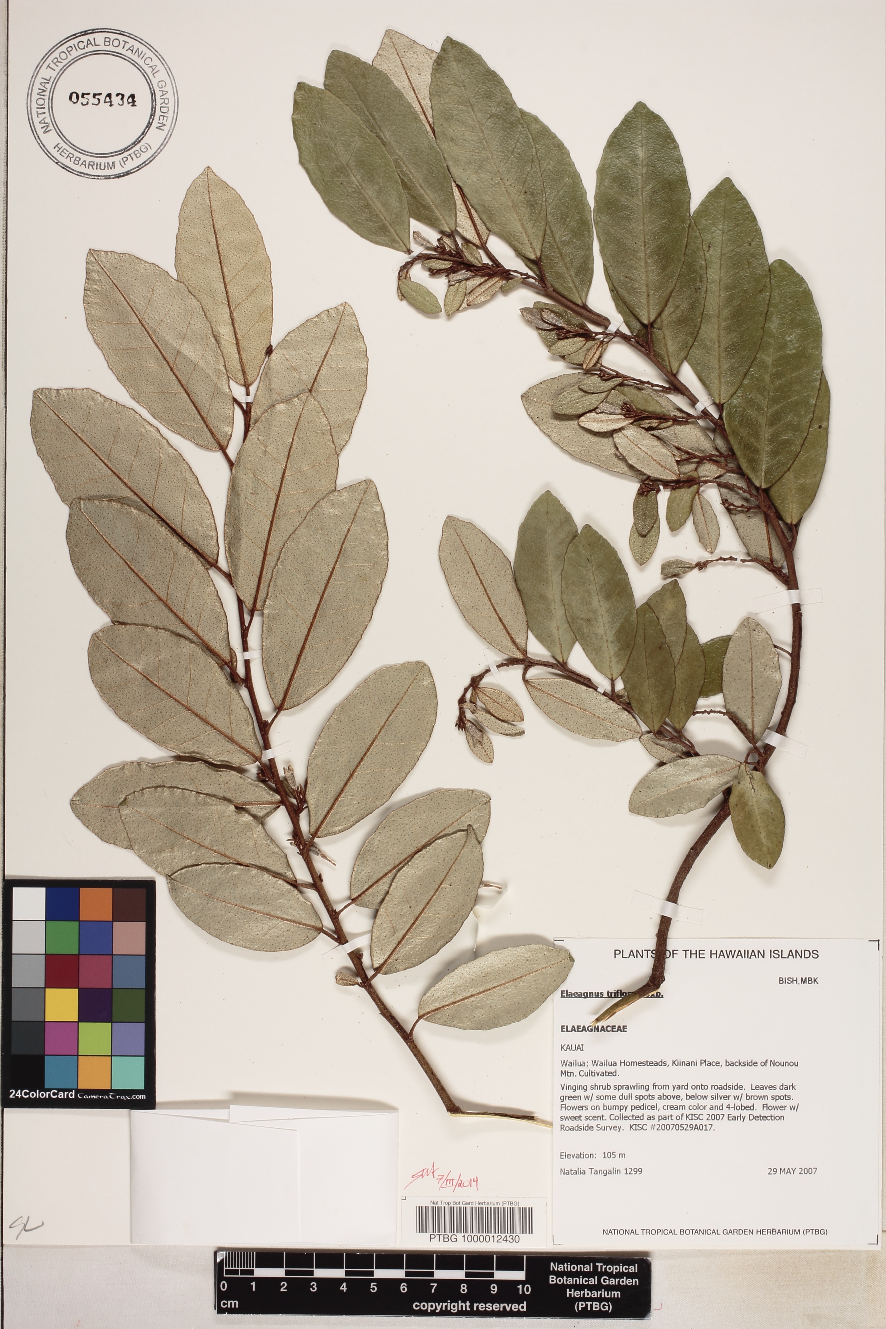 Elaeagnus triflora image