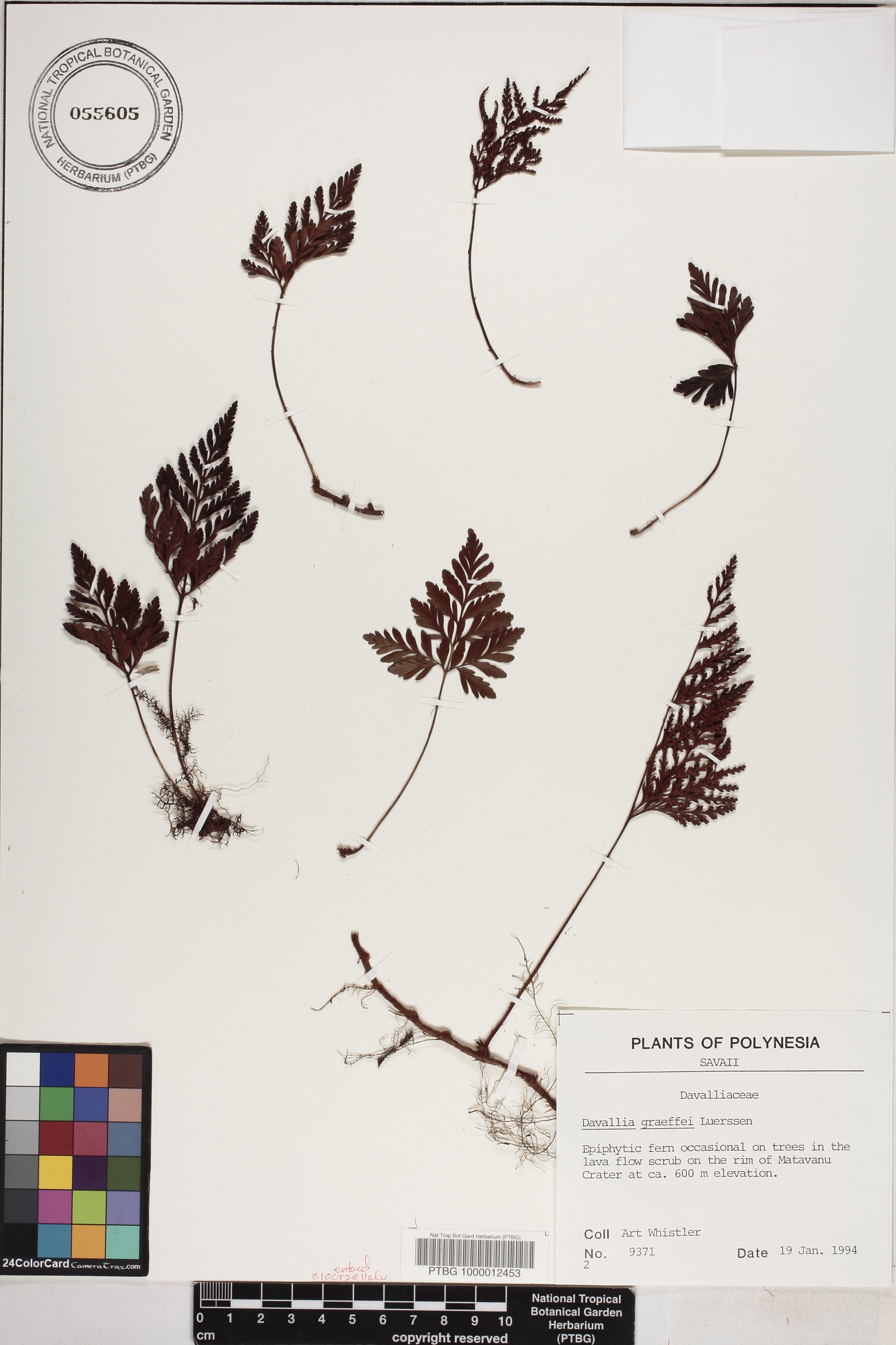 Davallia graeffei image