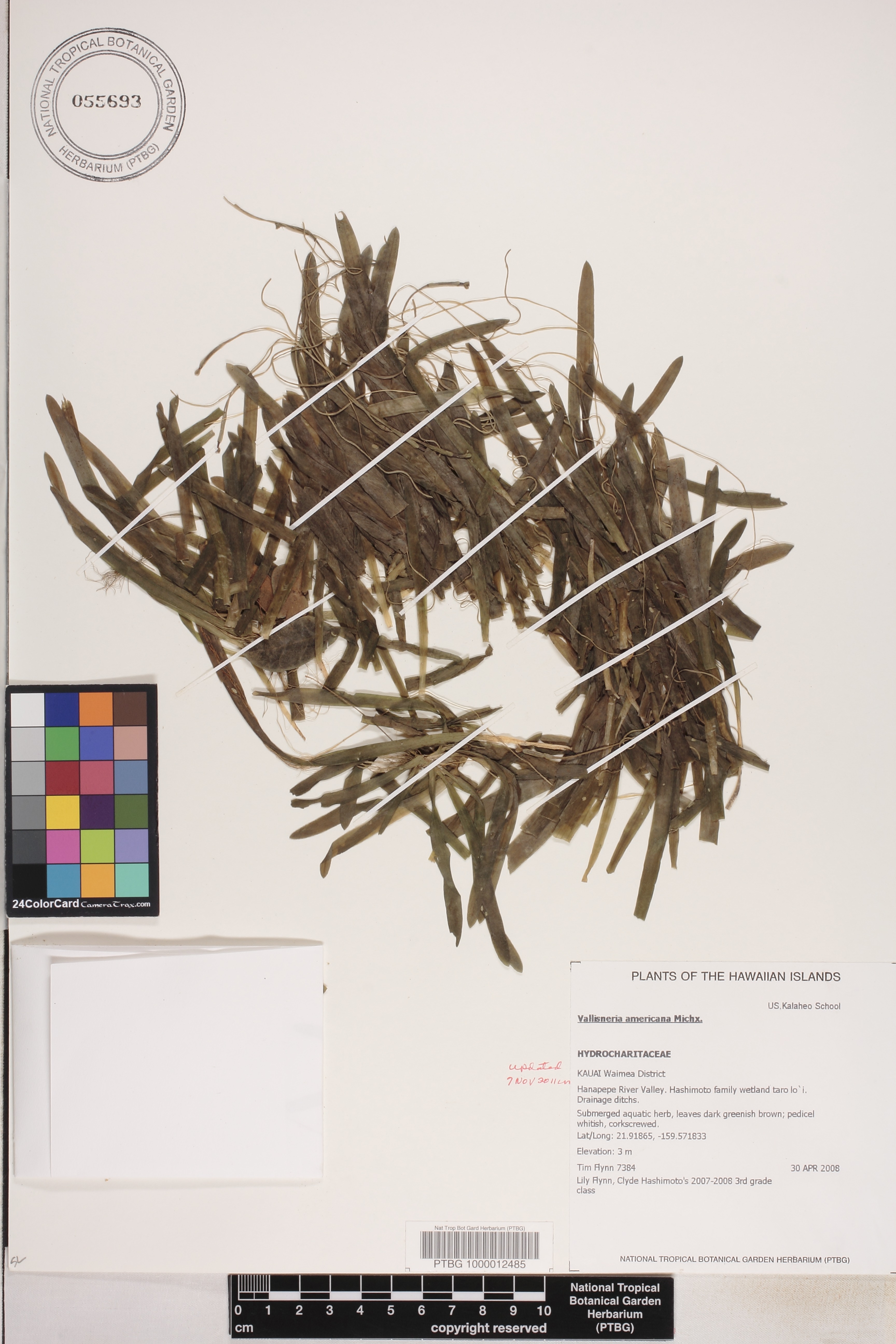 Hydrocharitaceae image