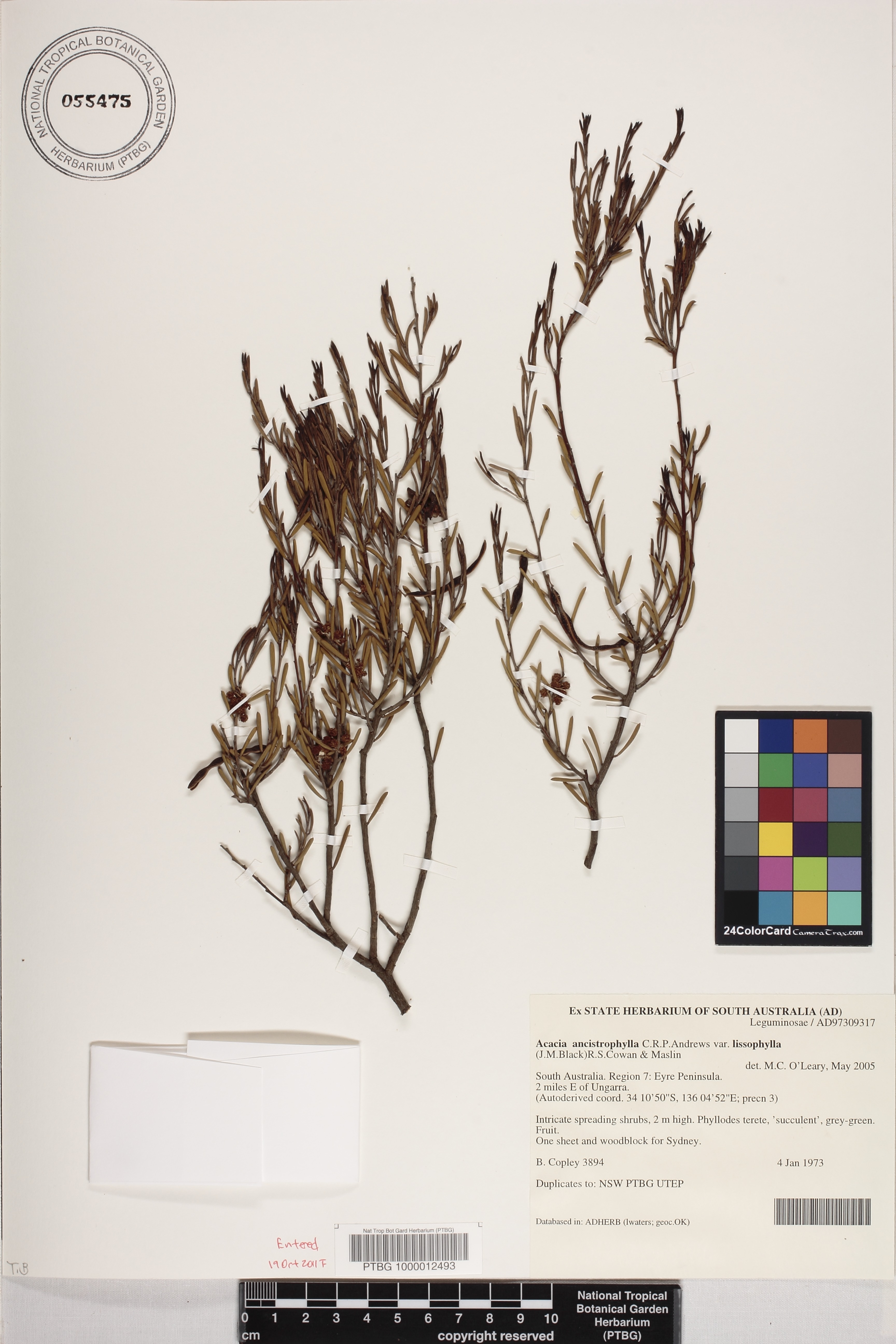 Acacia ancistrophylla image