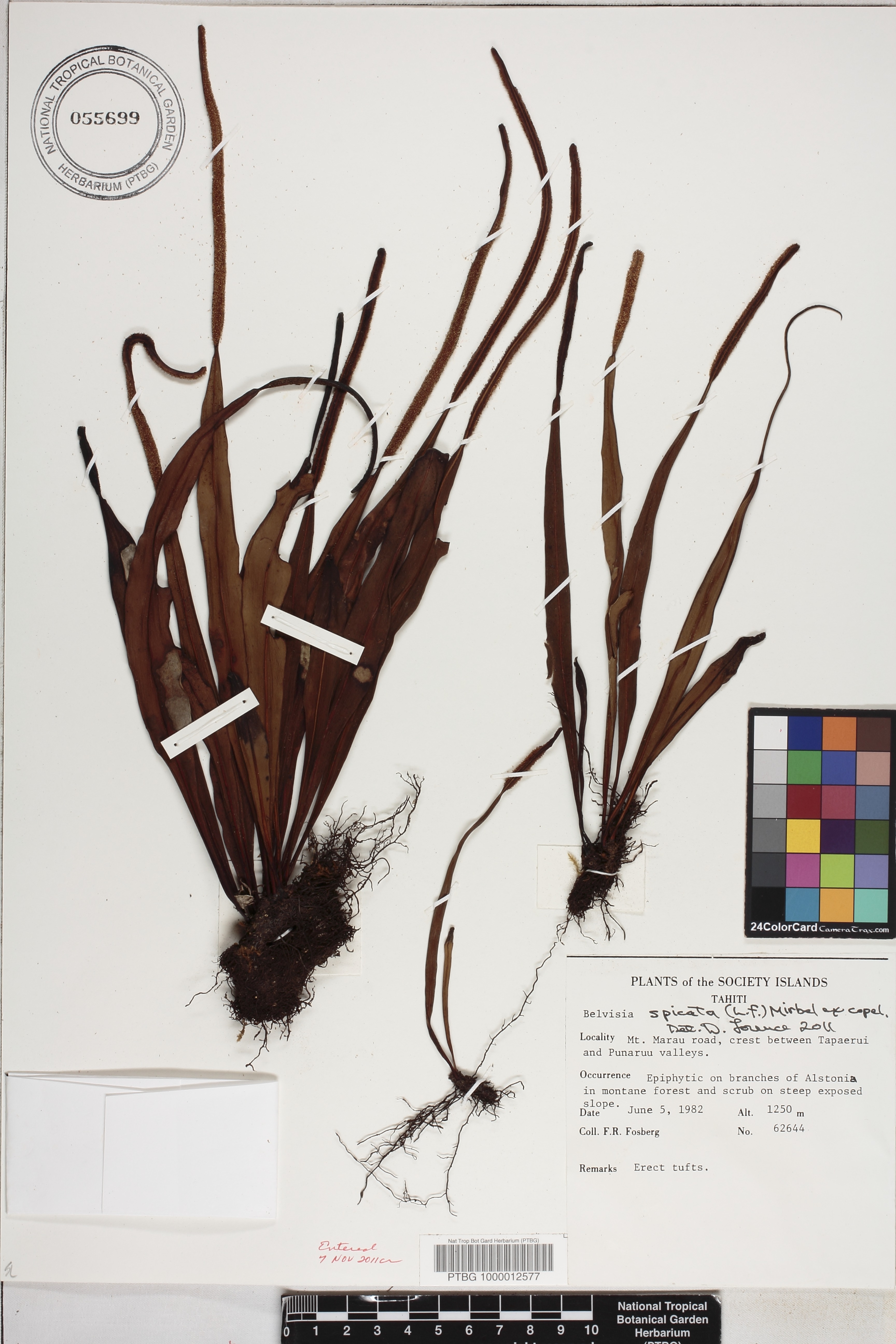 Lepisorus spicatus image