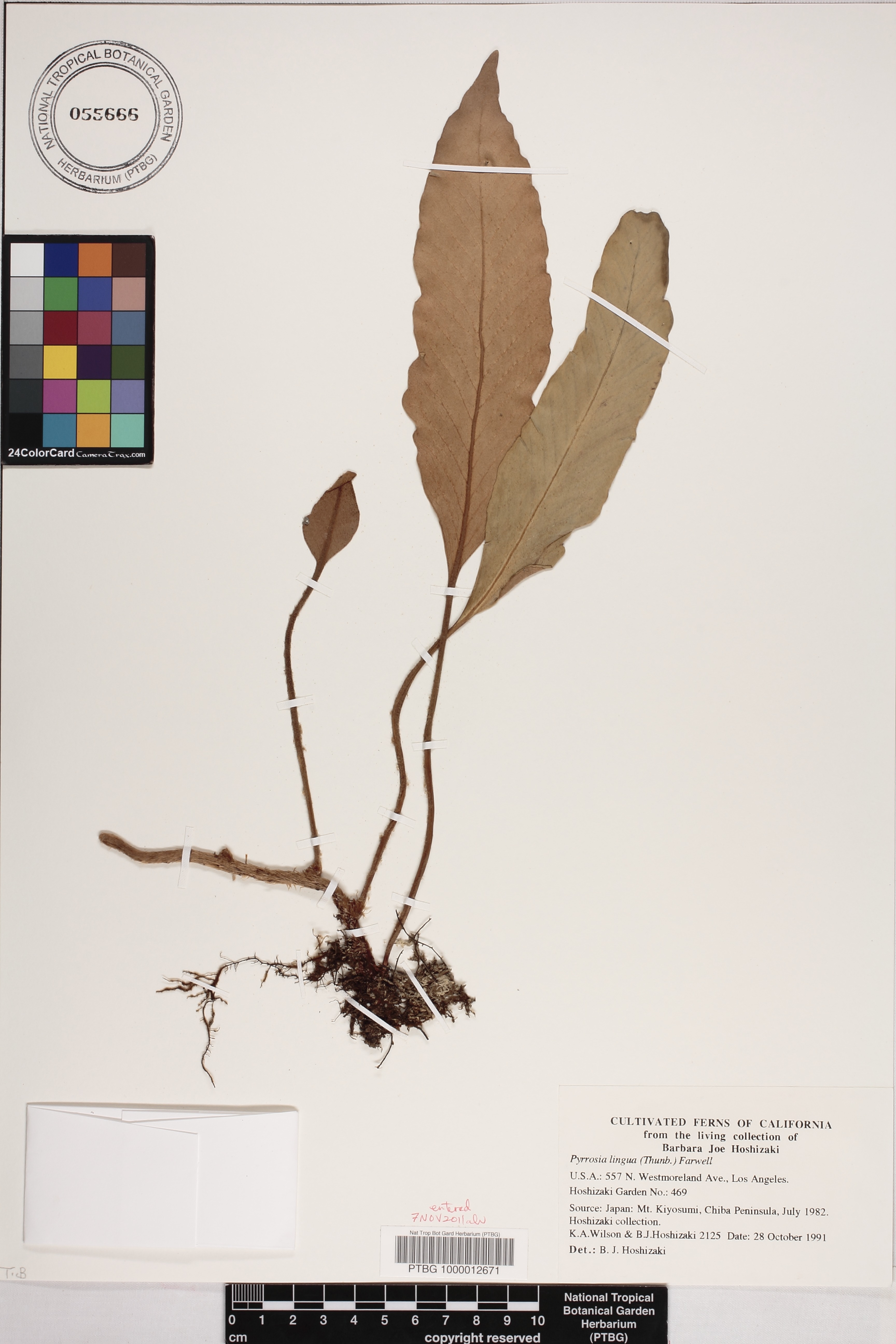Pyrrosia image