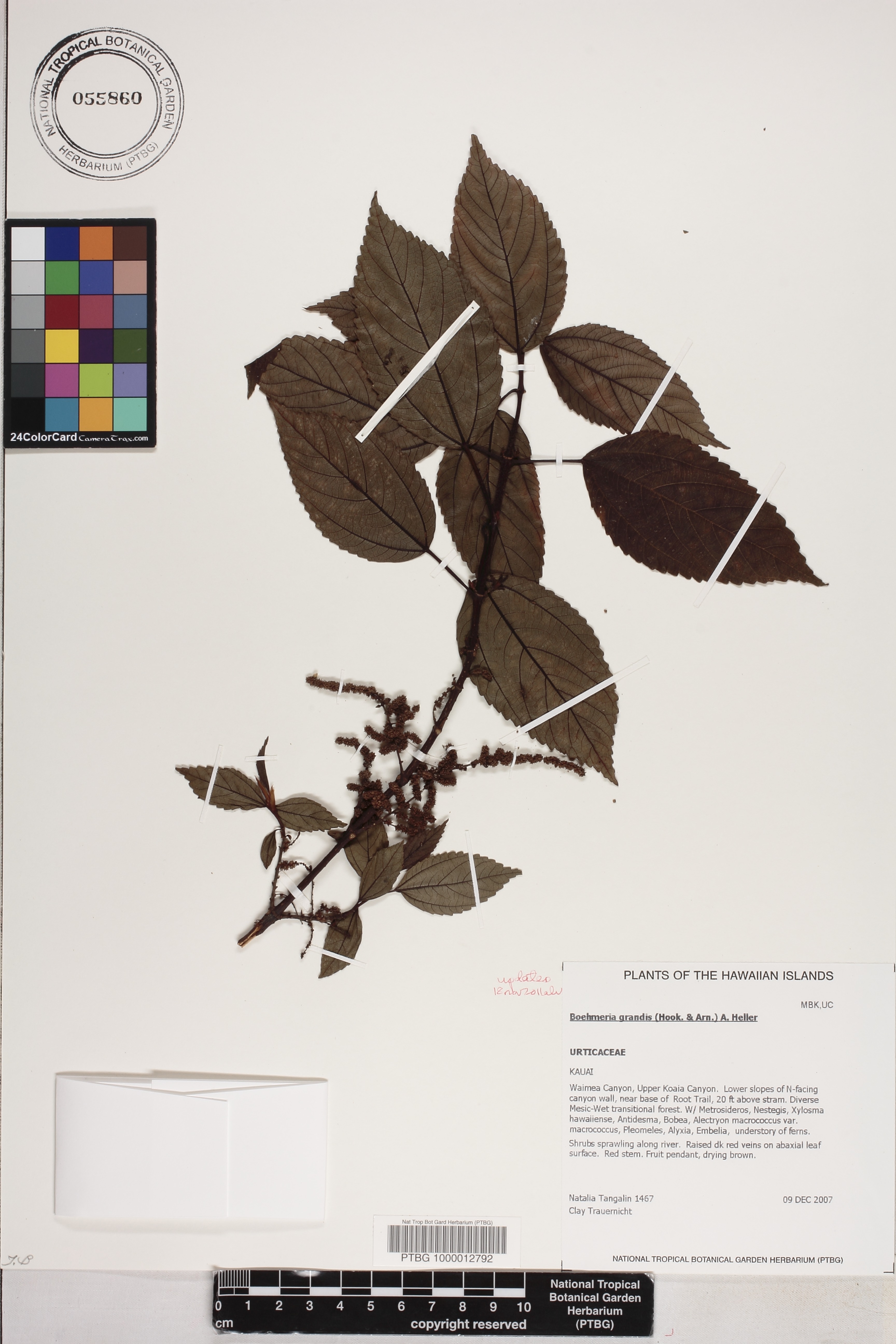 Boehmeria grandis image