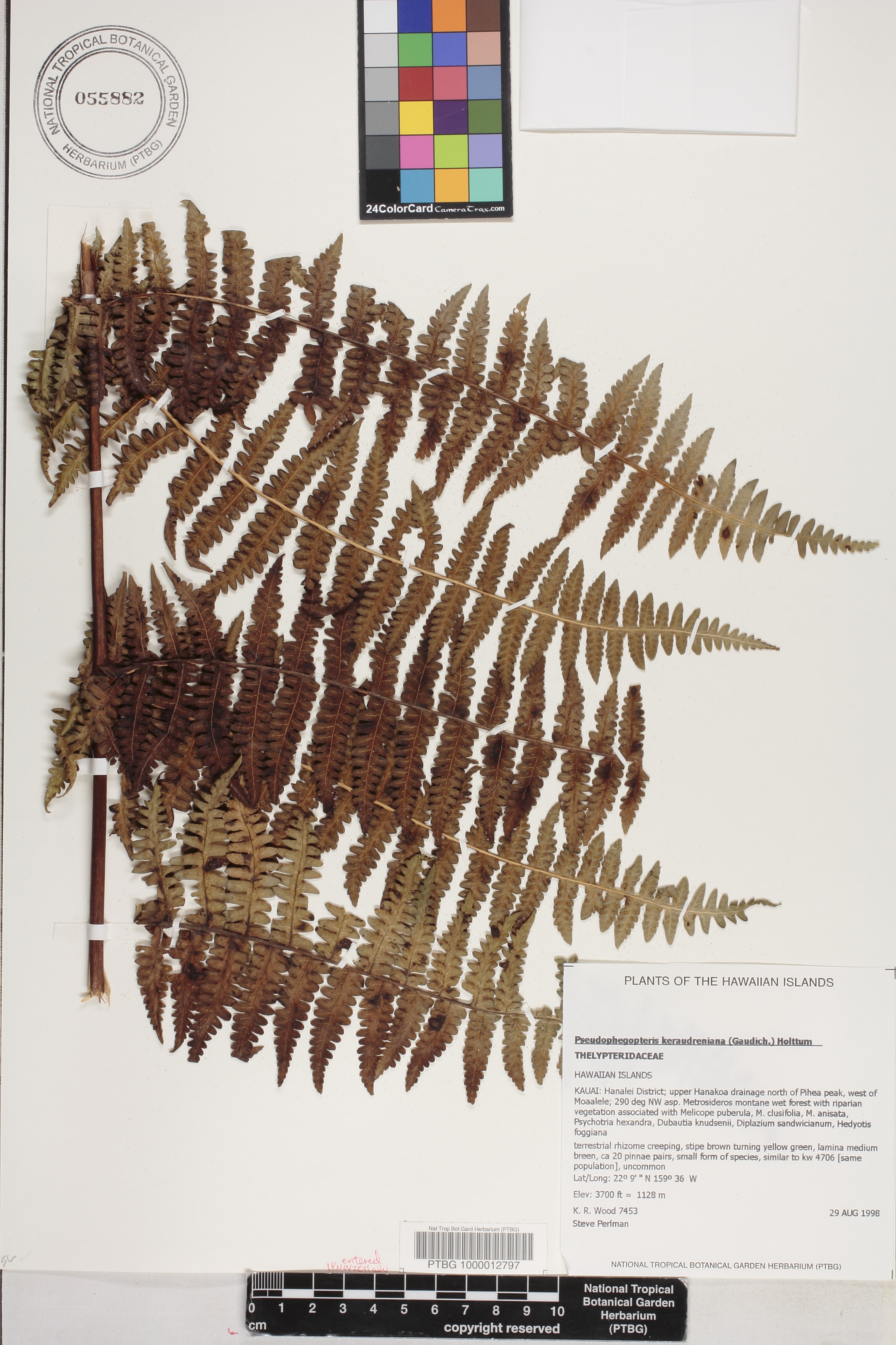 Pseudophegopteris image