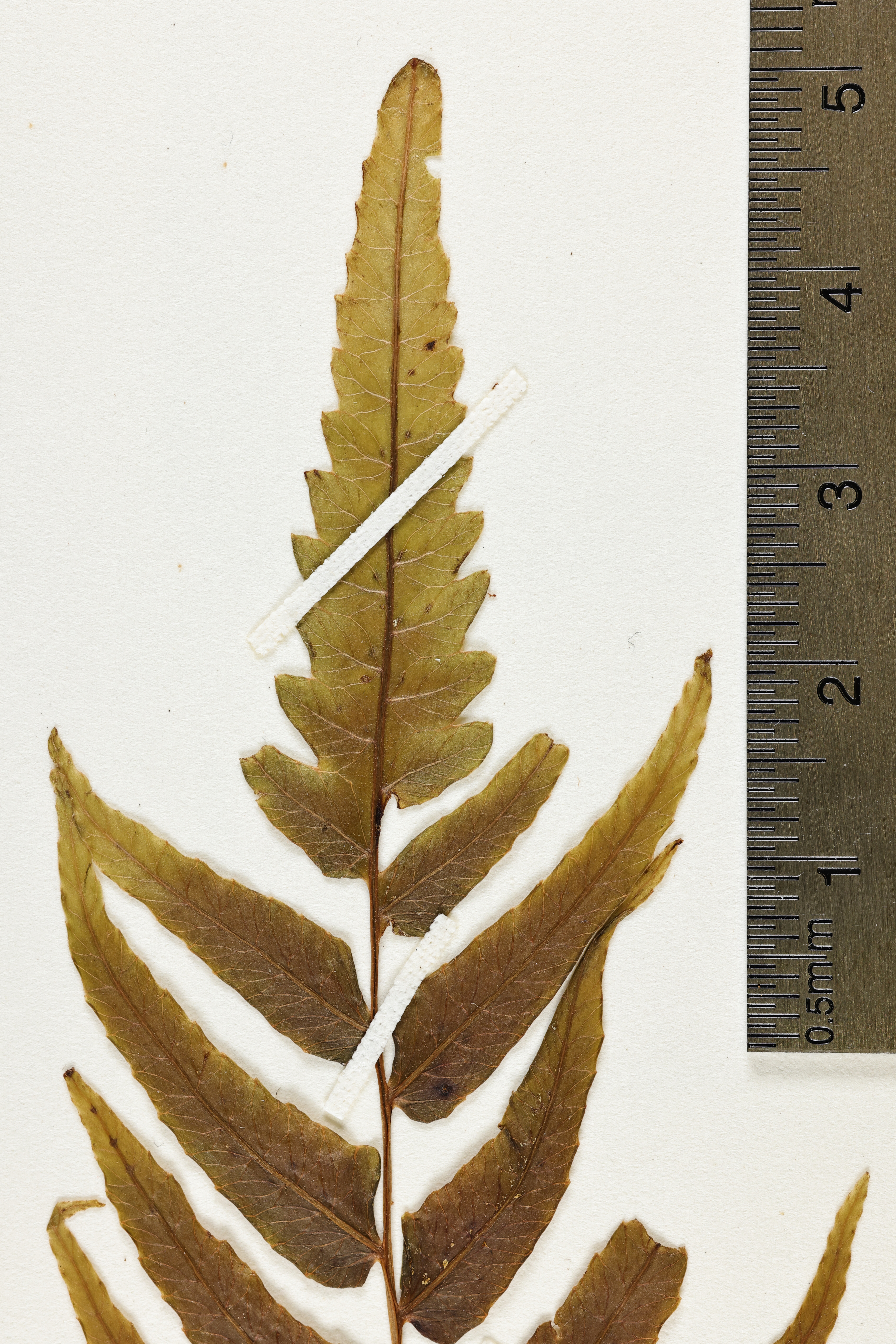 Cyclosorus wailele image