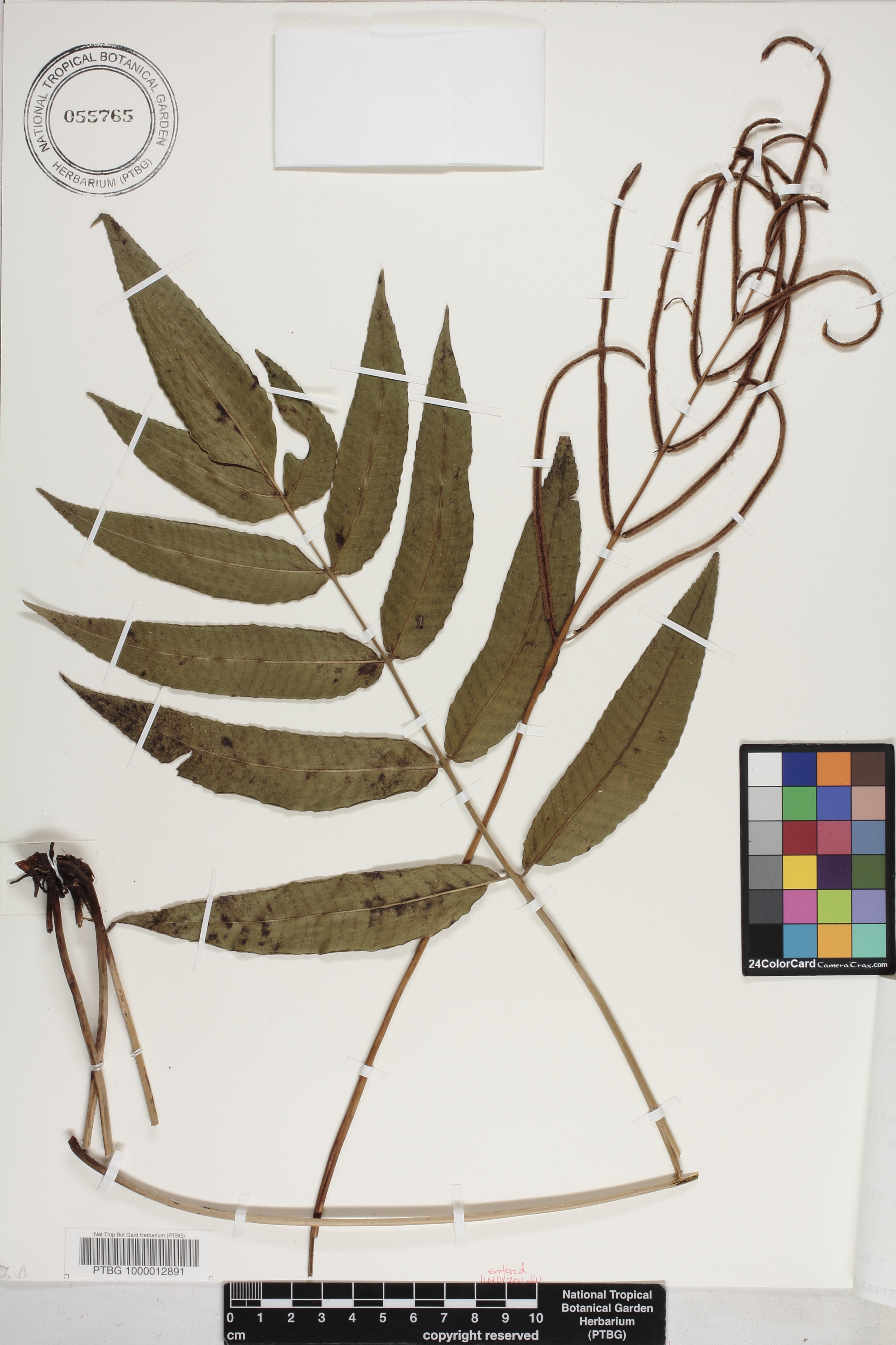 Diploblechnum acuminatum image