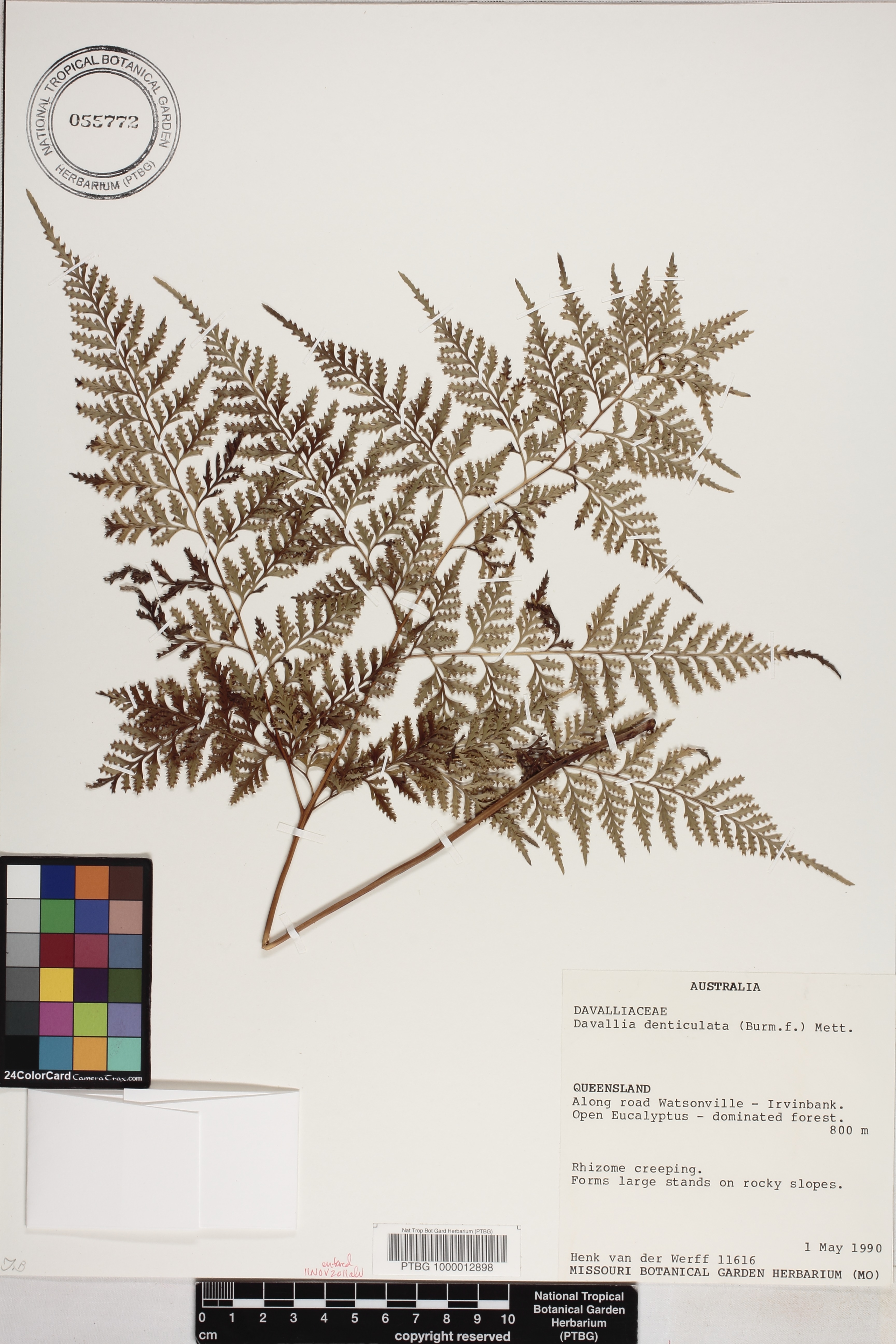 Davallia denticulata image