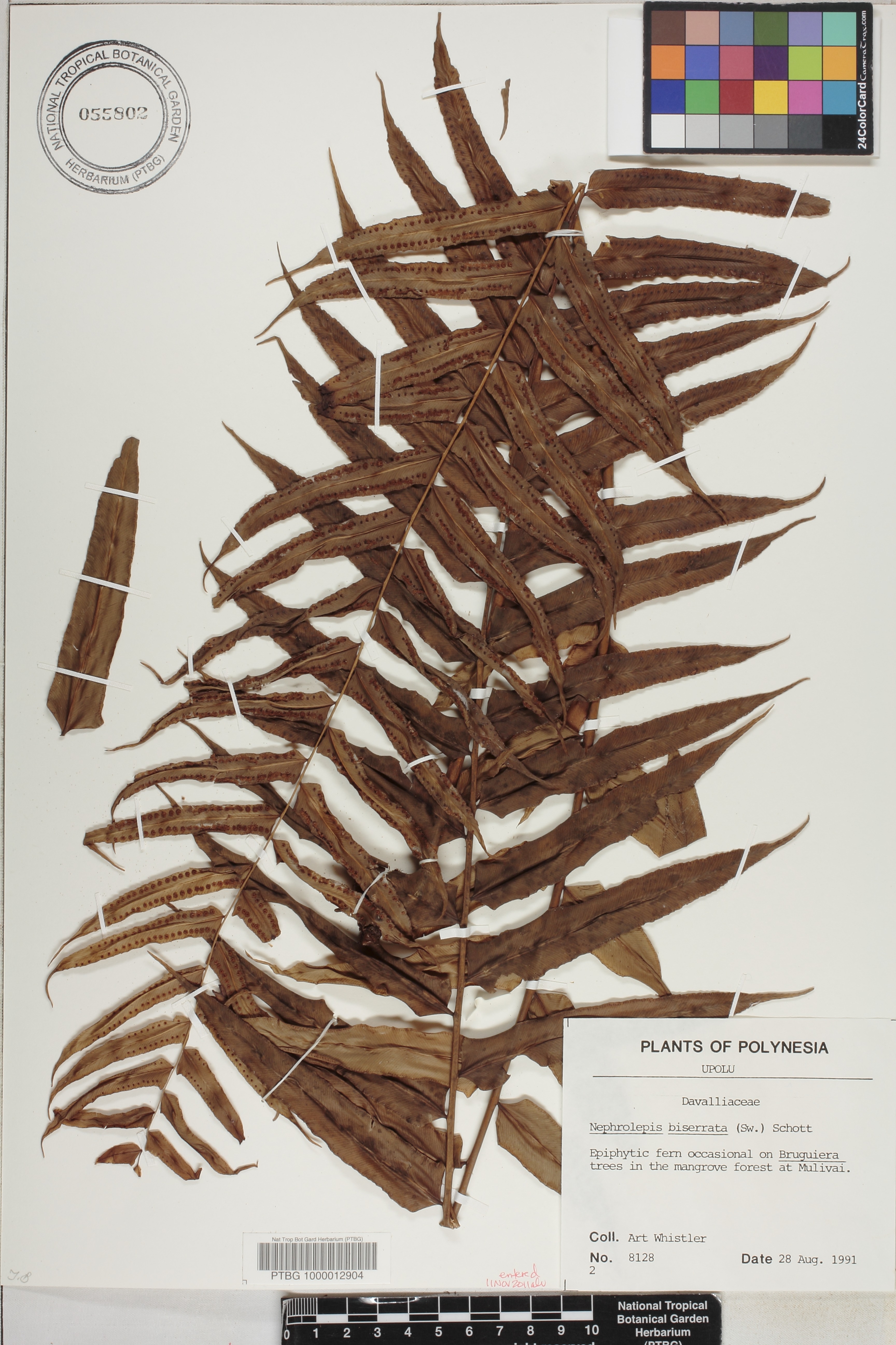 Nephrolepidaceae image