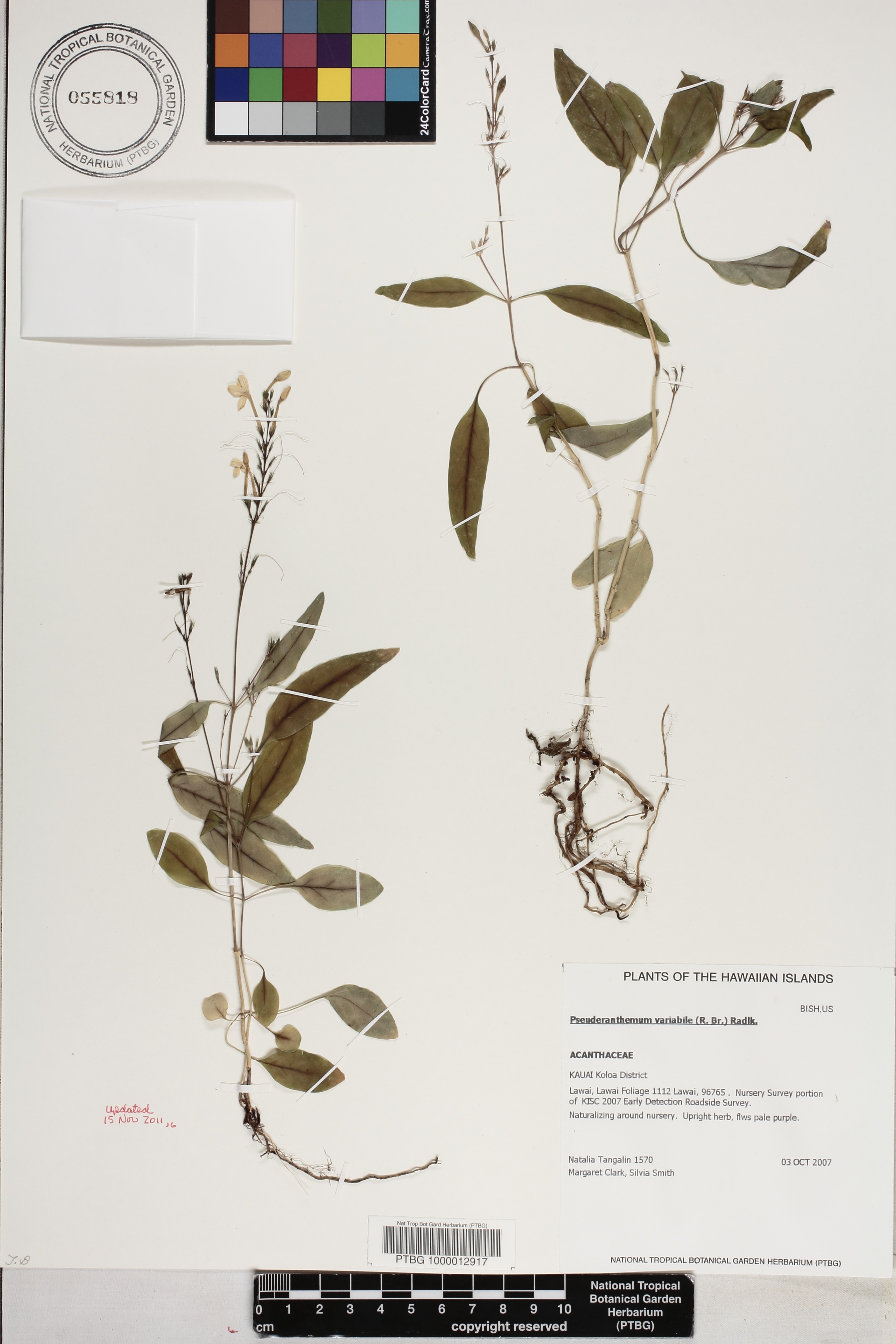 Pseuderanthemum variabile image